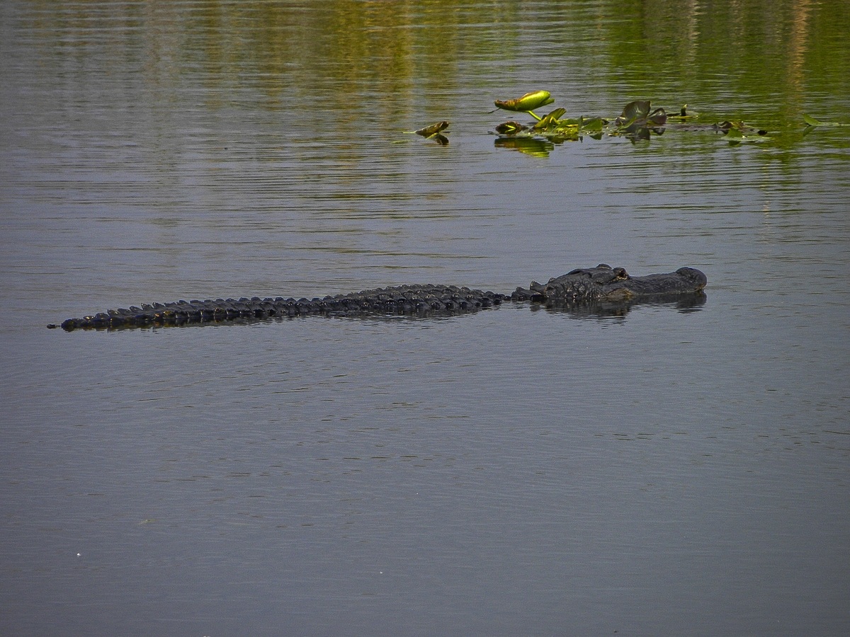 USA - Florida - Everglades Alligator -