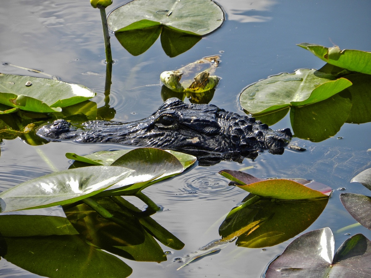 USA - Florida - Everglades Alligator -
