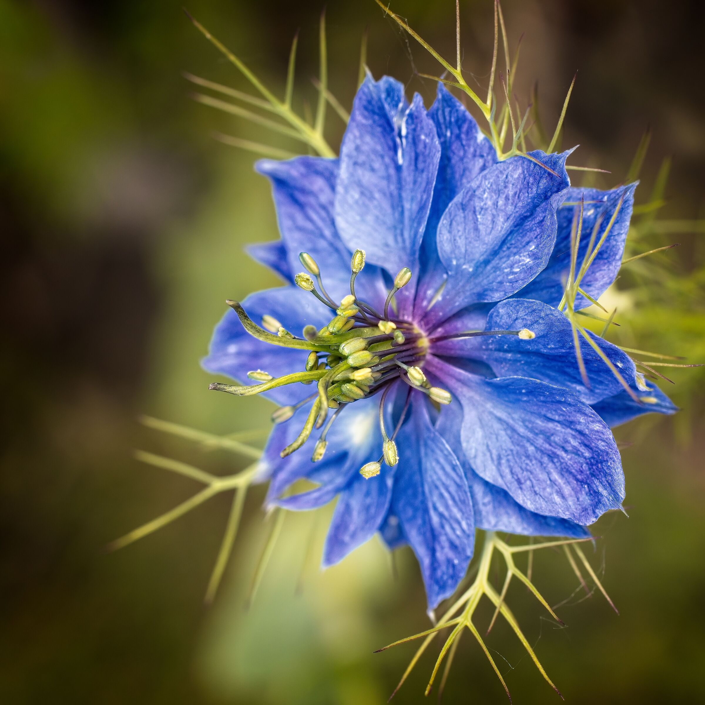 Nigella