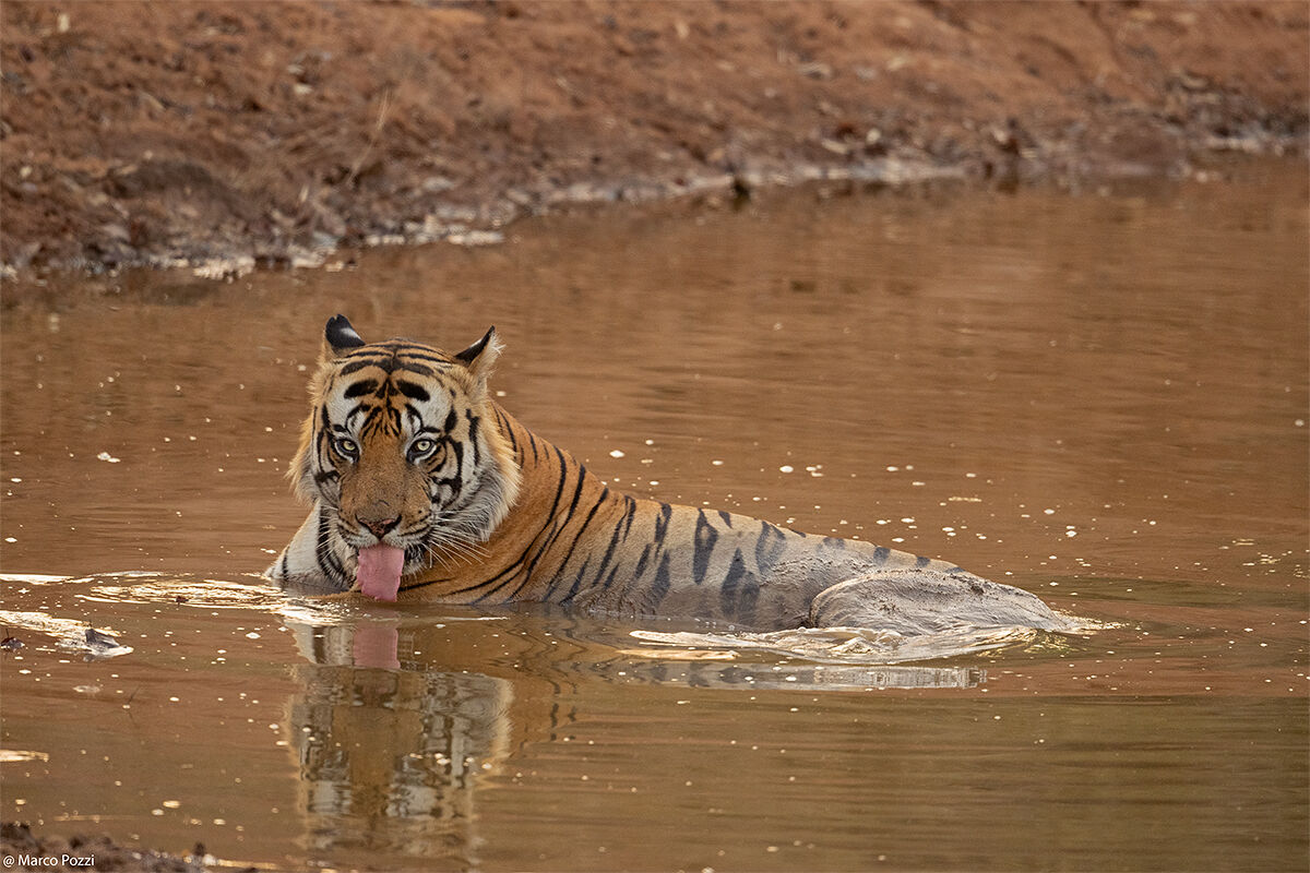 Big male