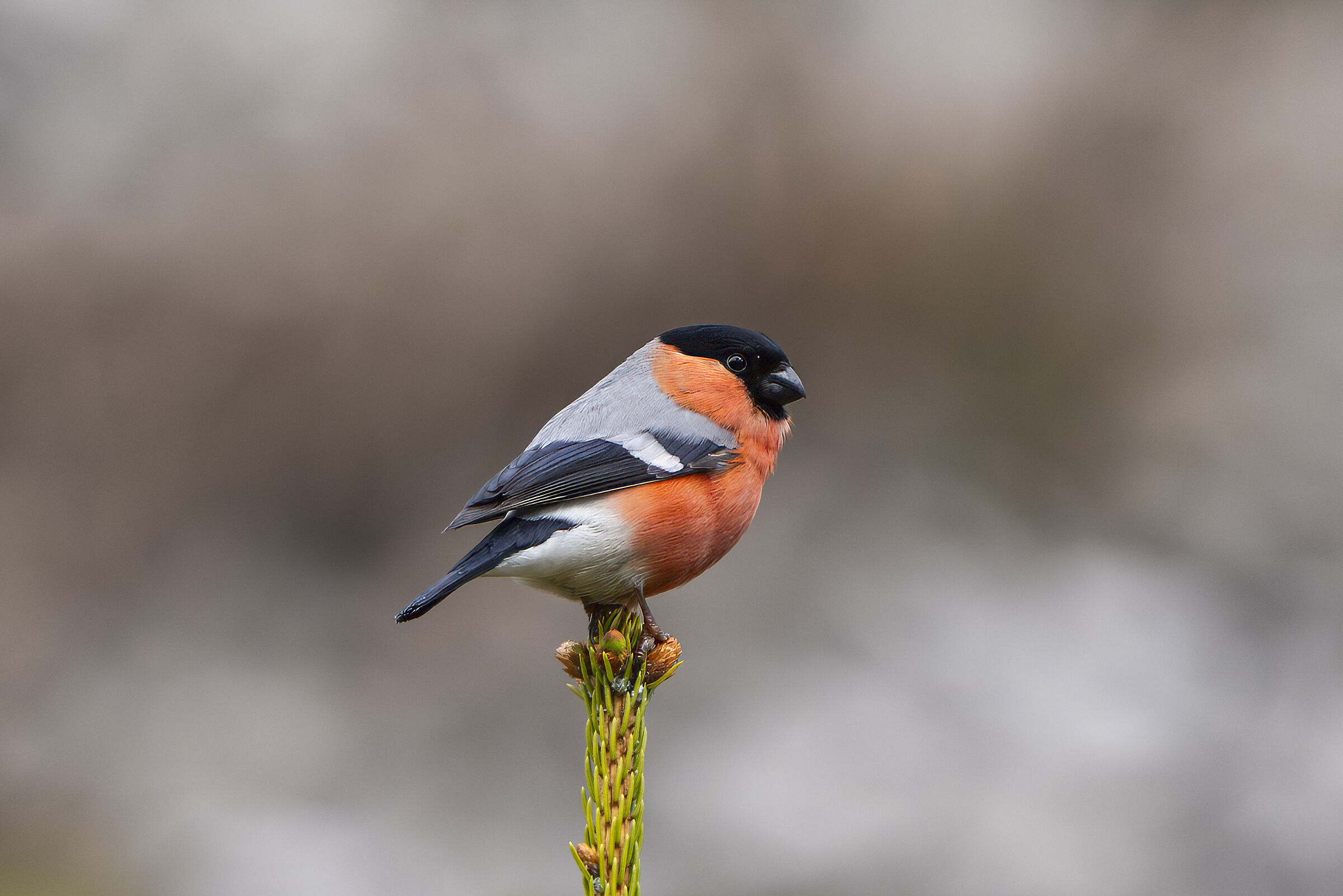 Bullfinch