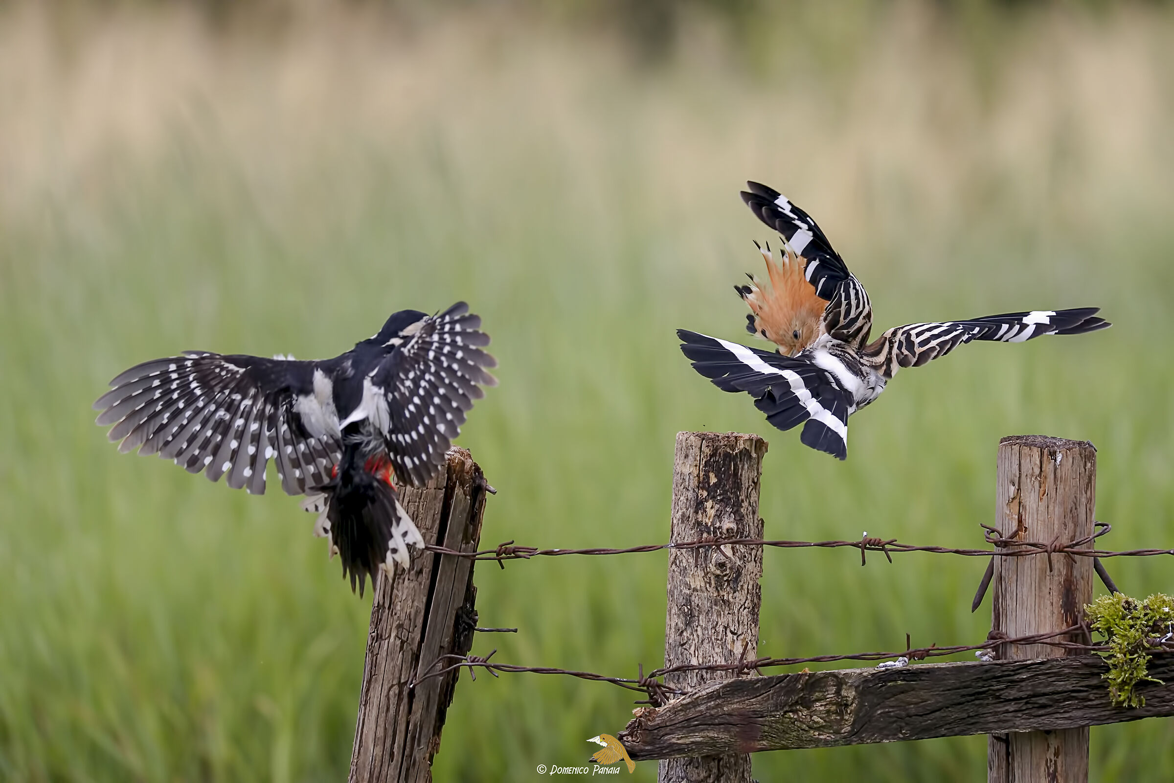 hoopoe vs red woodpecker