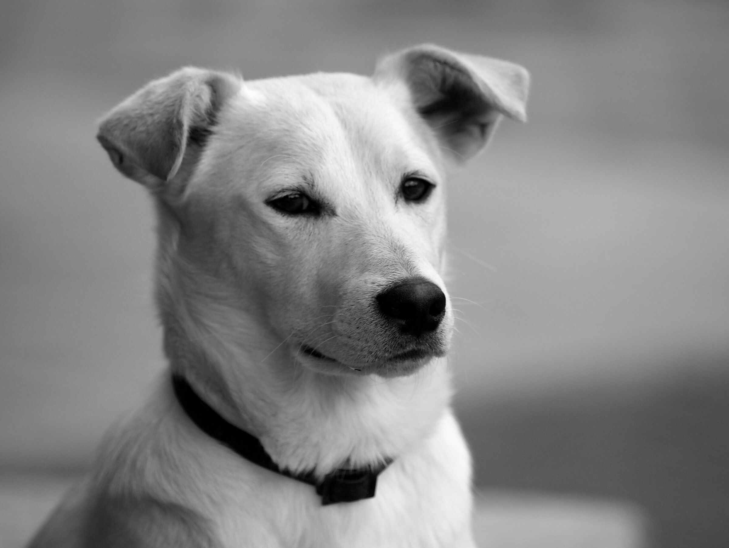 Linus