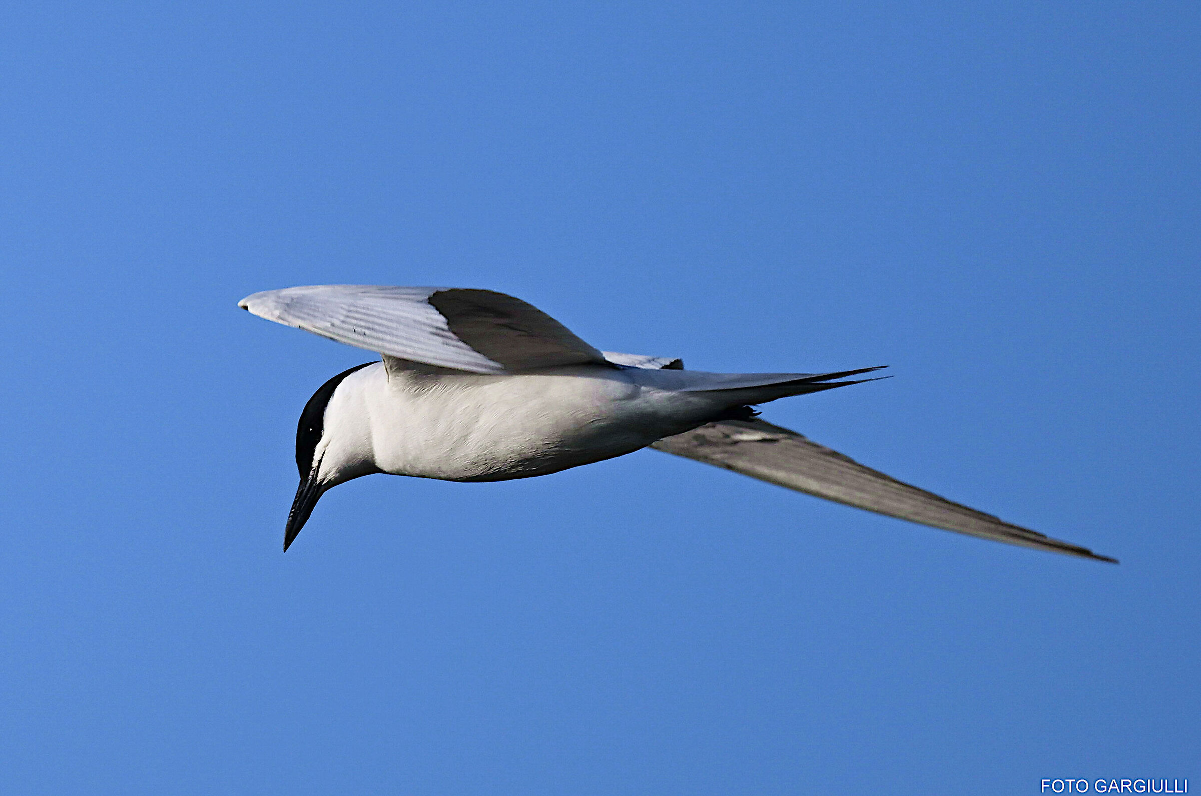 Tern