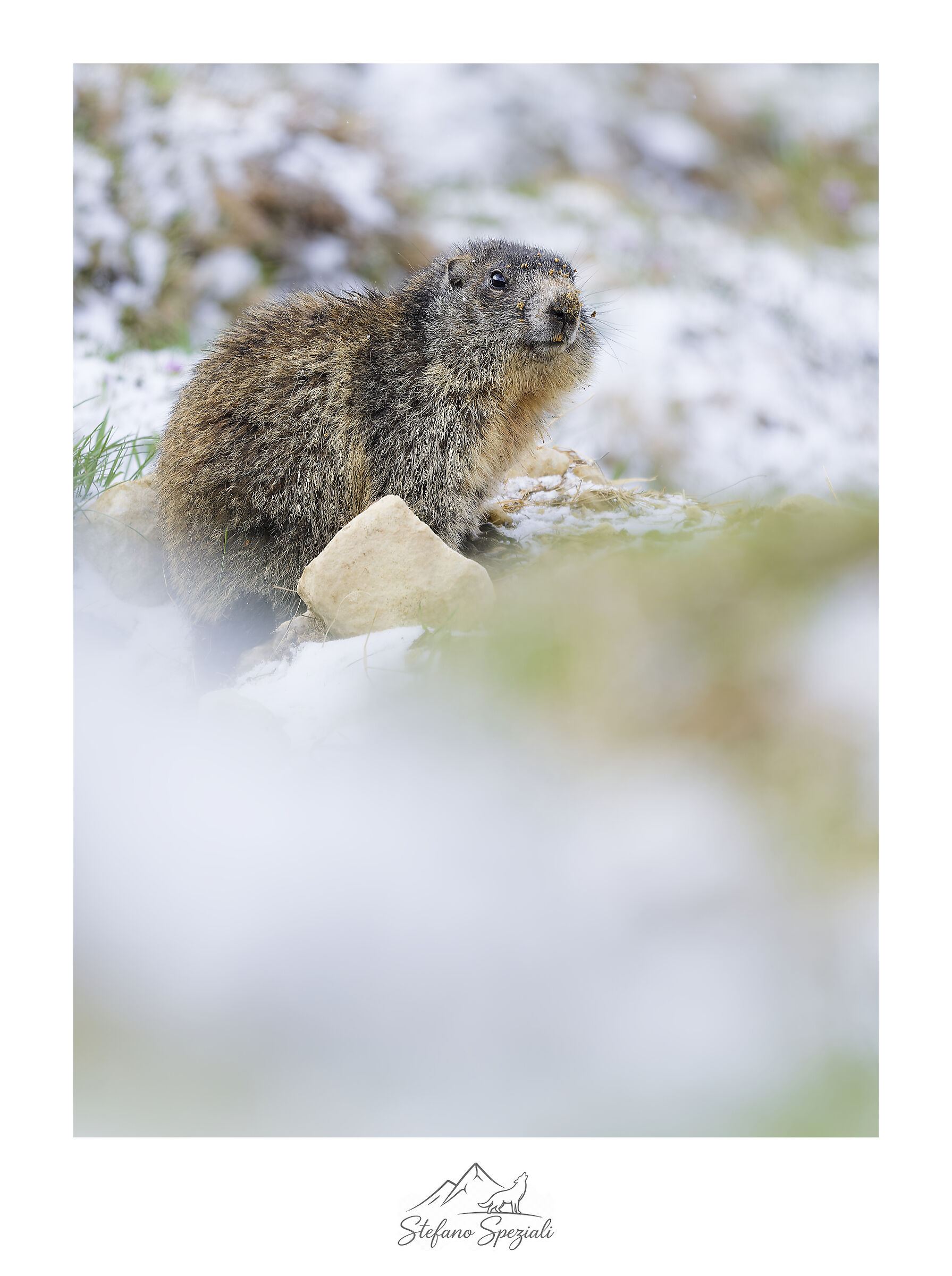 Marmot - Marmota marmota