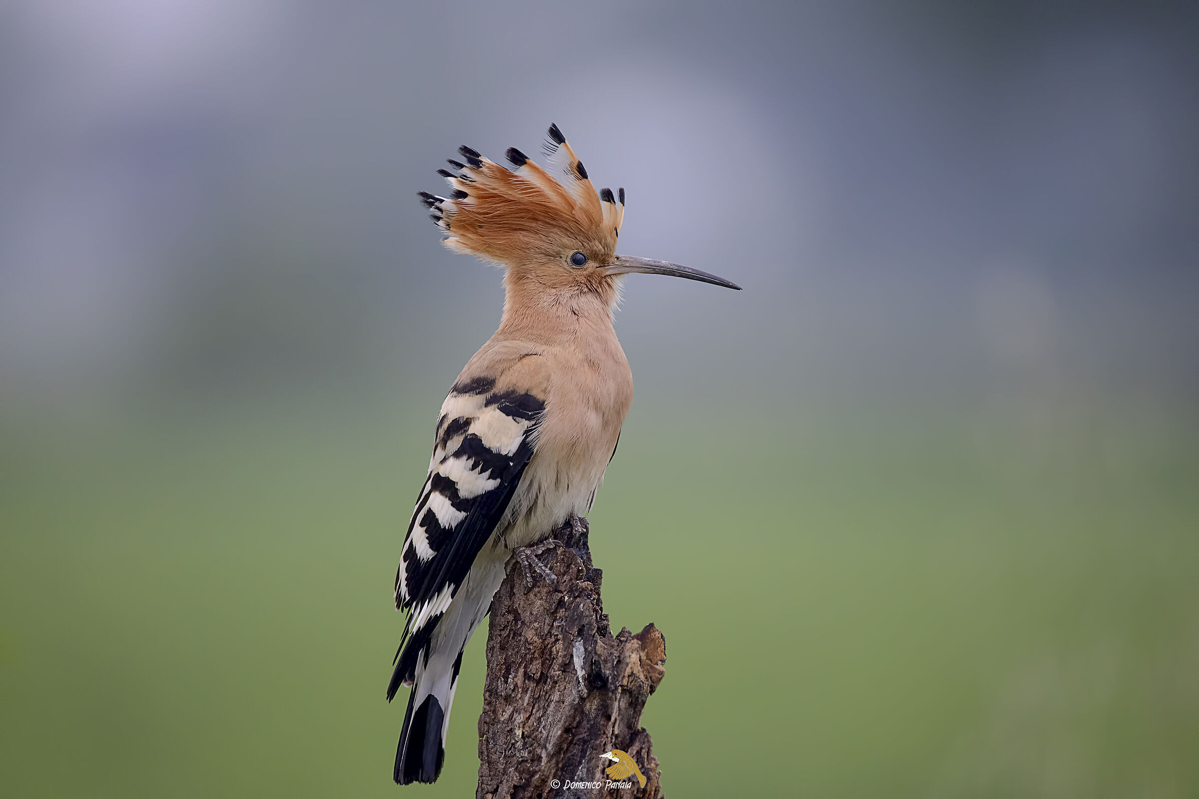 hoopoe
