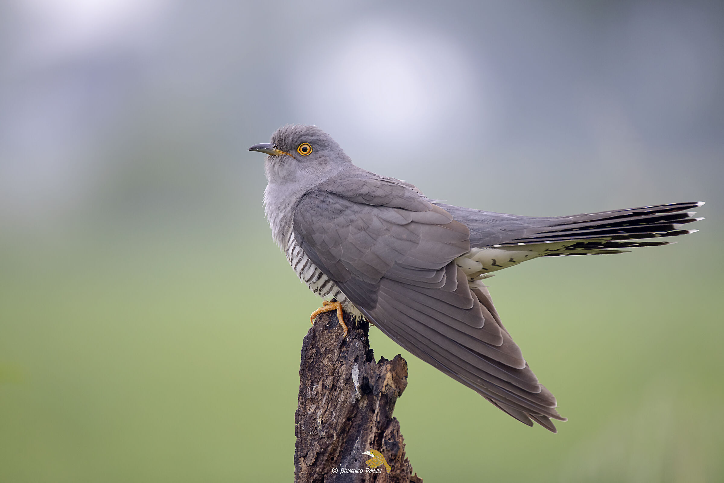 cuckoo