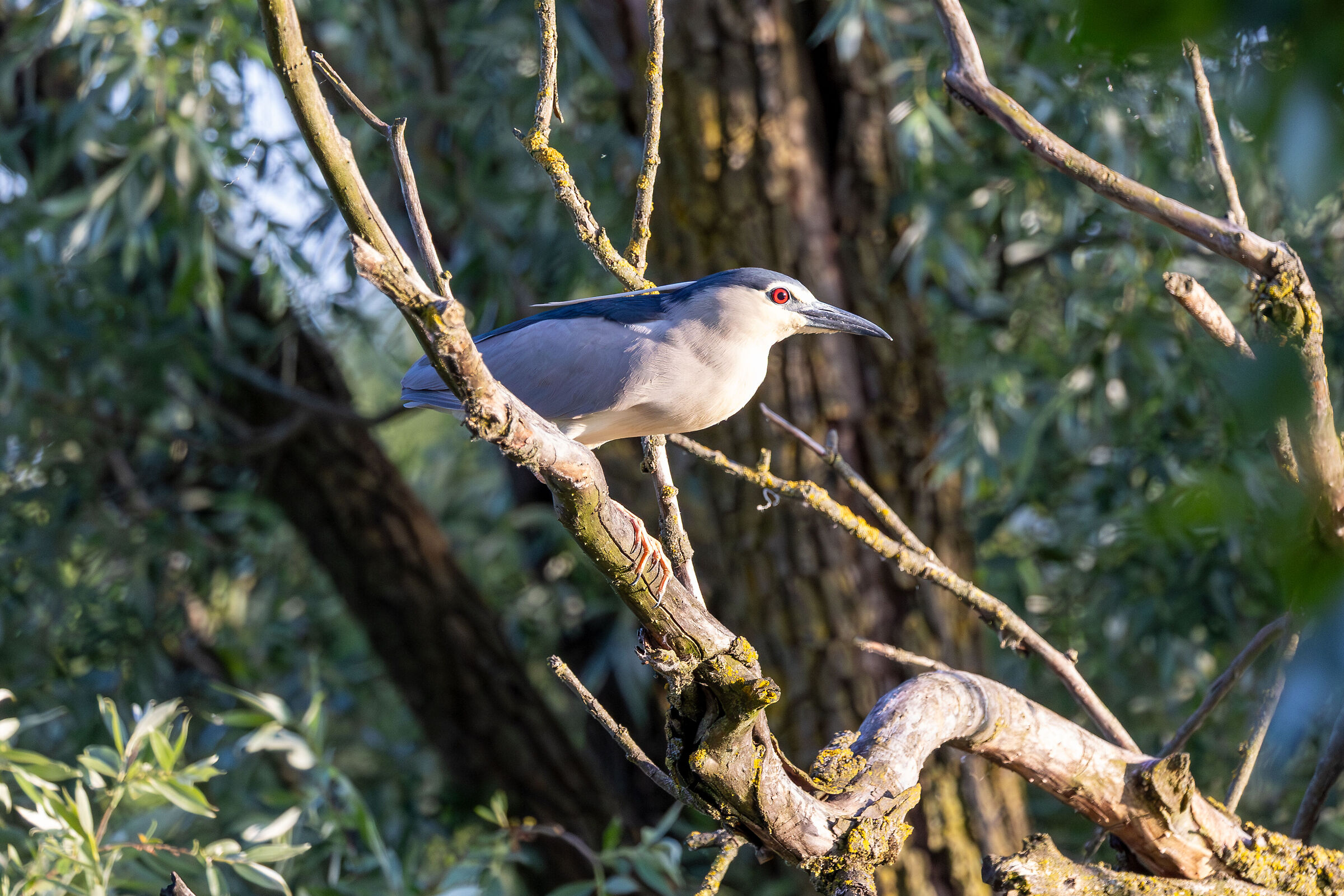 The night heron