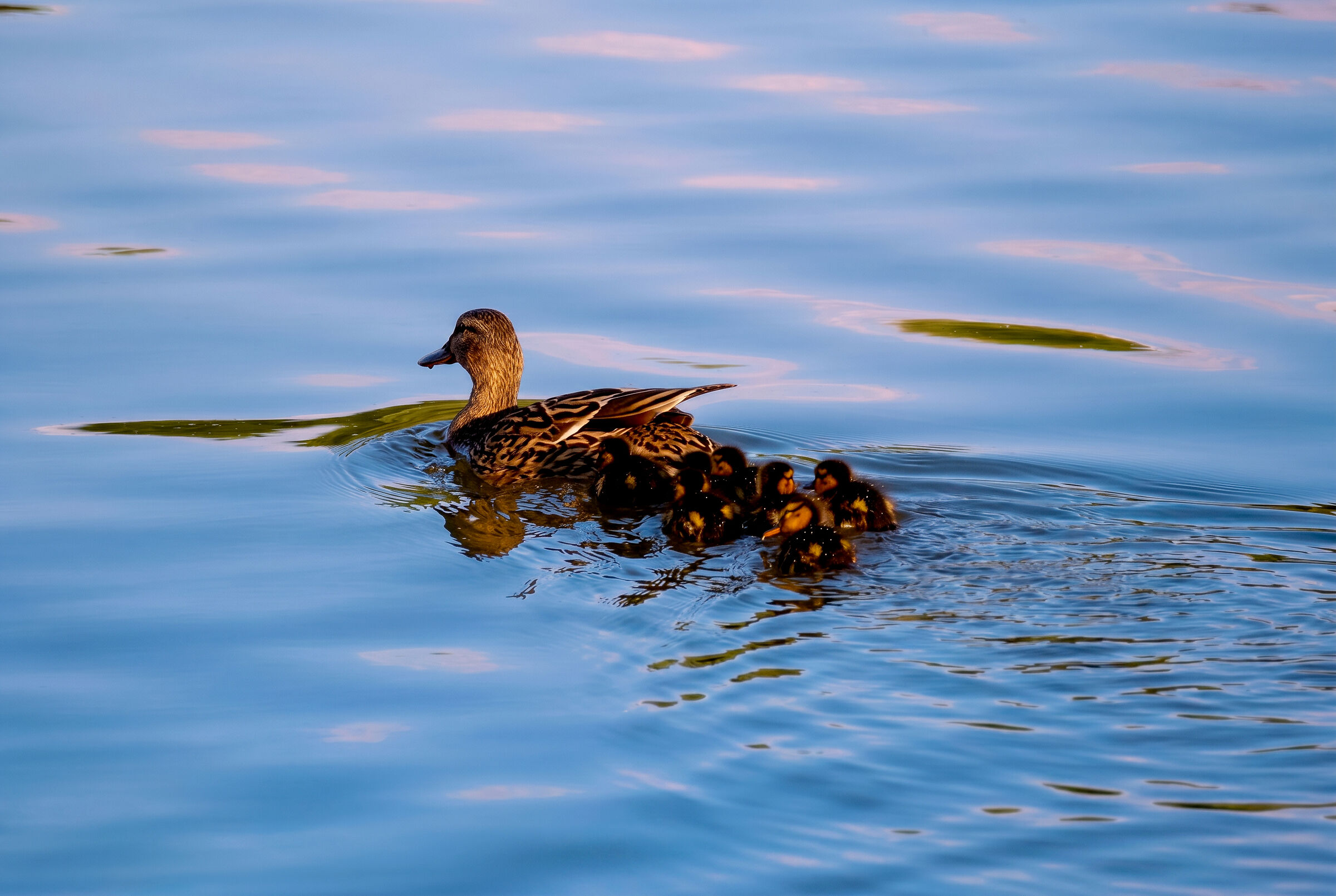 Female mallard with her ducklings