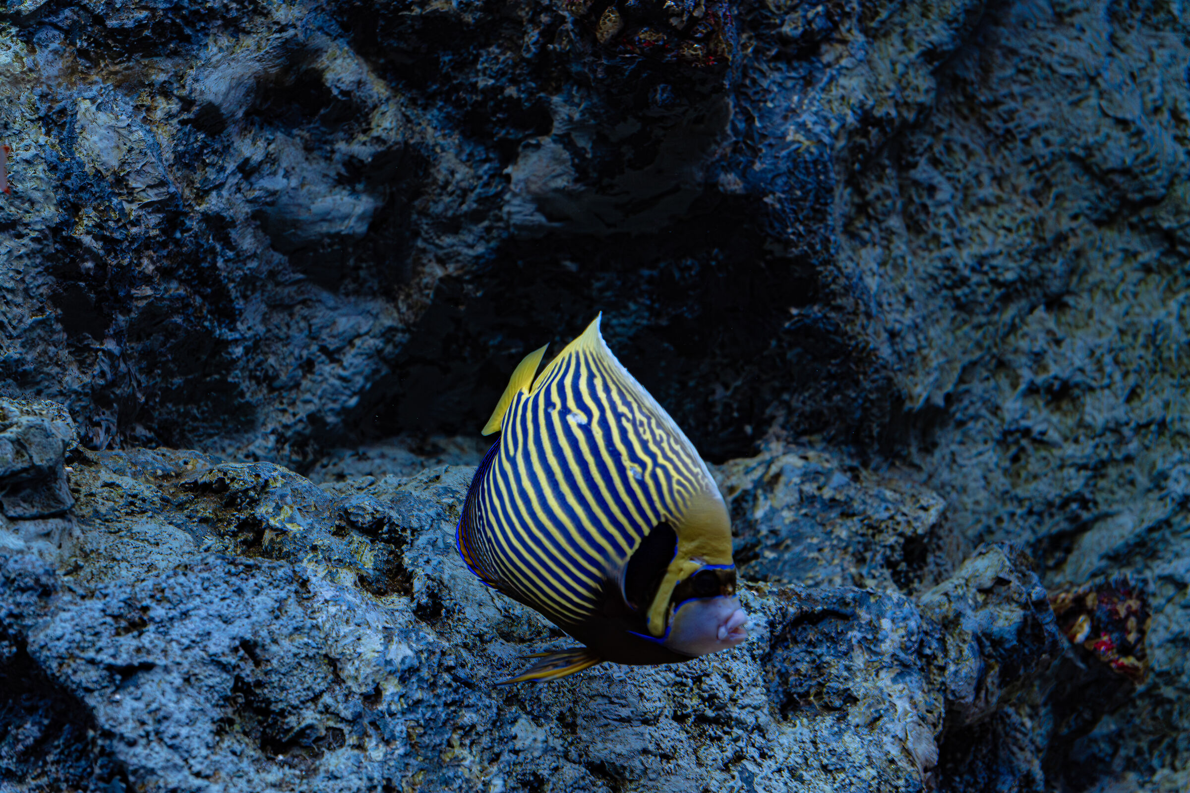 Aquarium Sumida