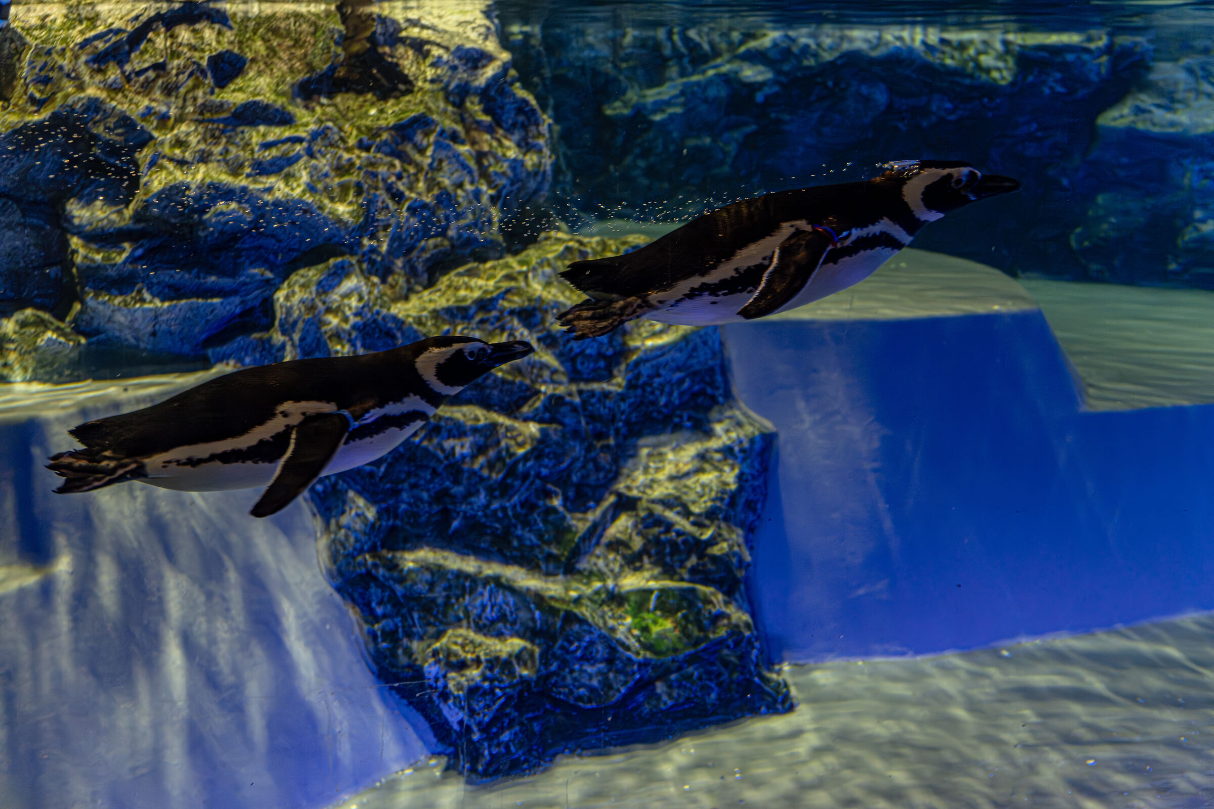 Aquarium Sumida