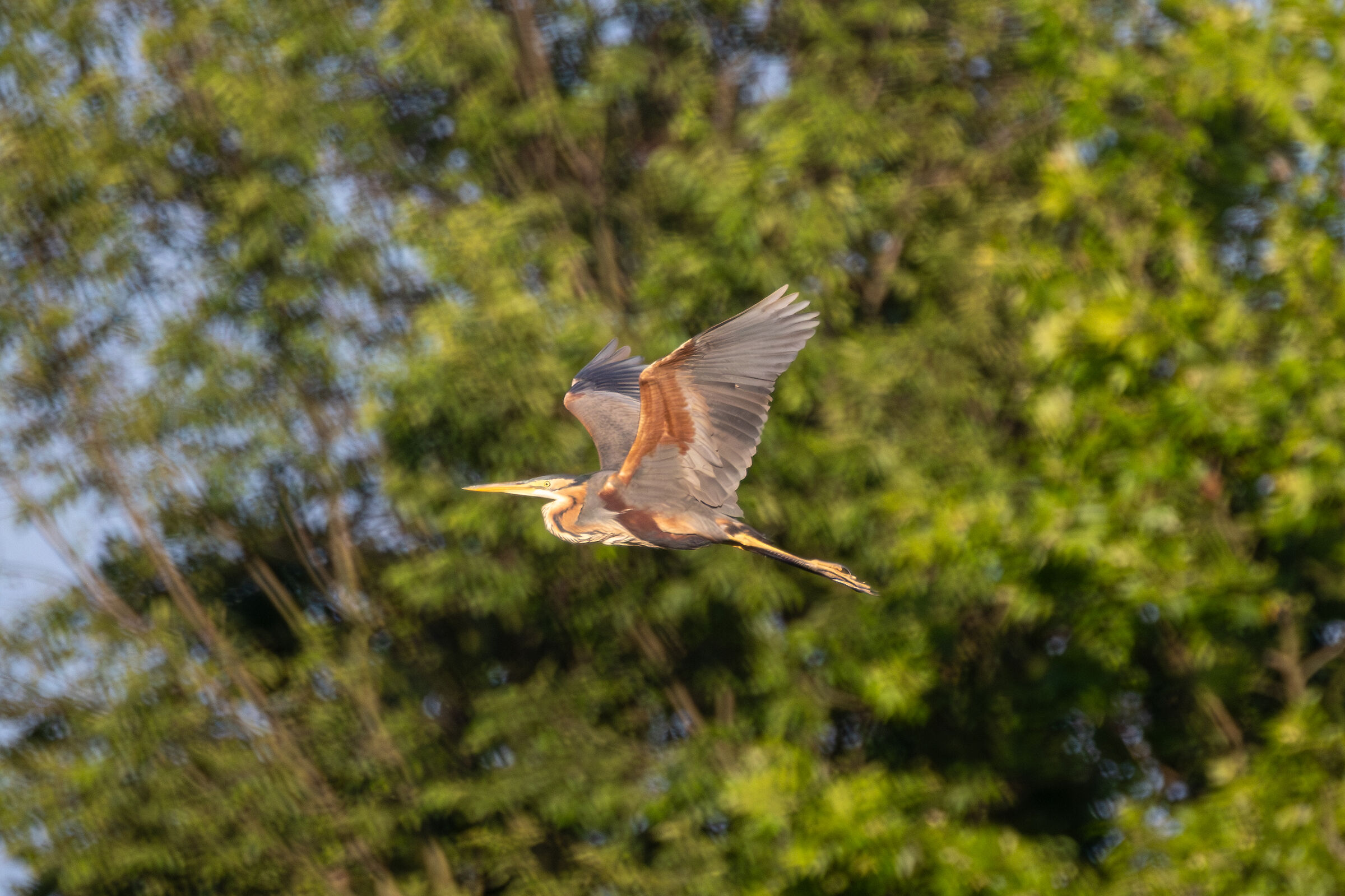 Purple Heron