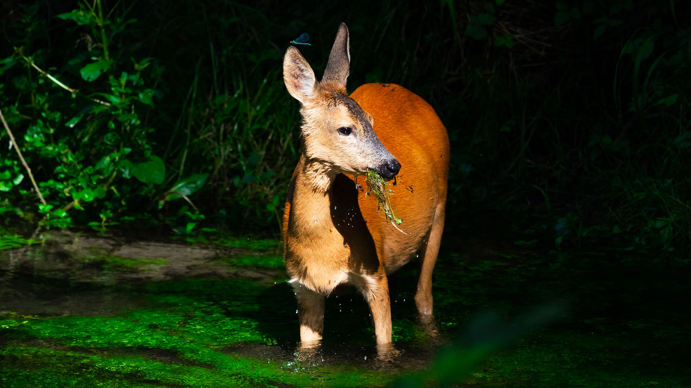Roe deer (F. gravida) + Damsel