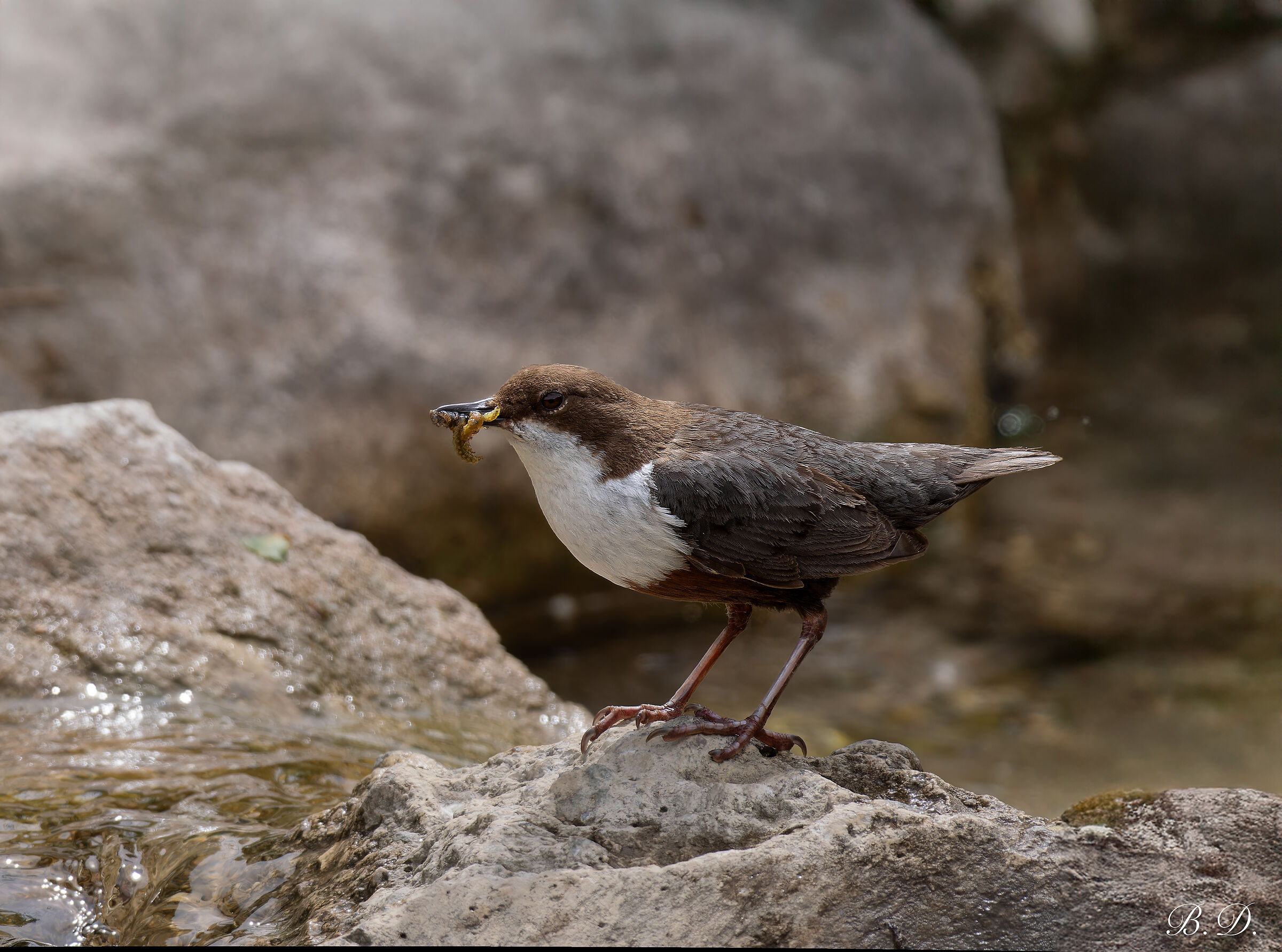 Dipper