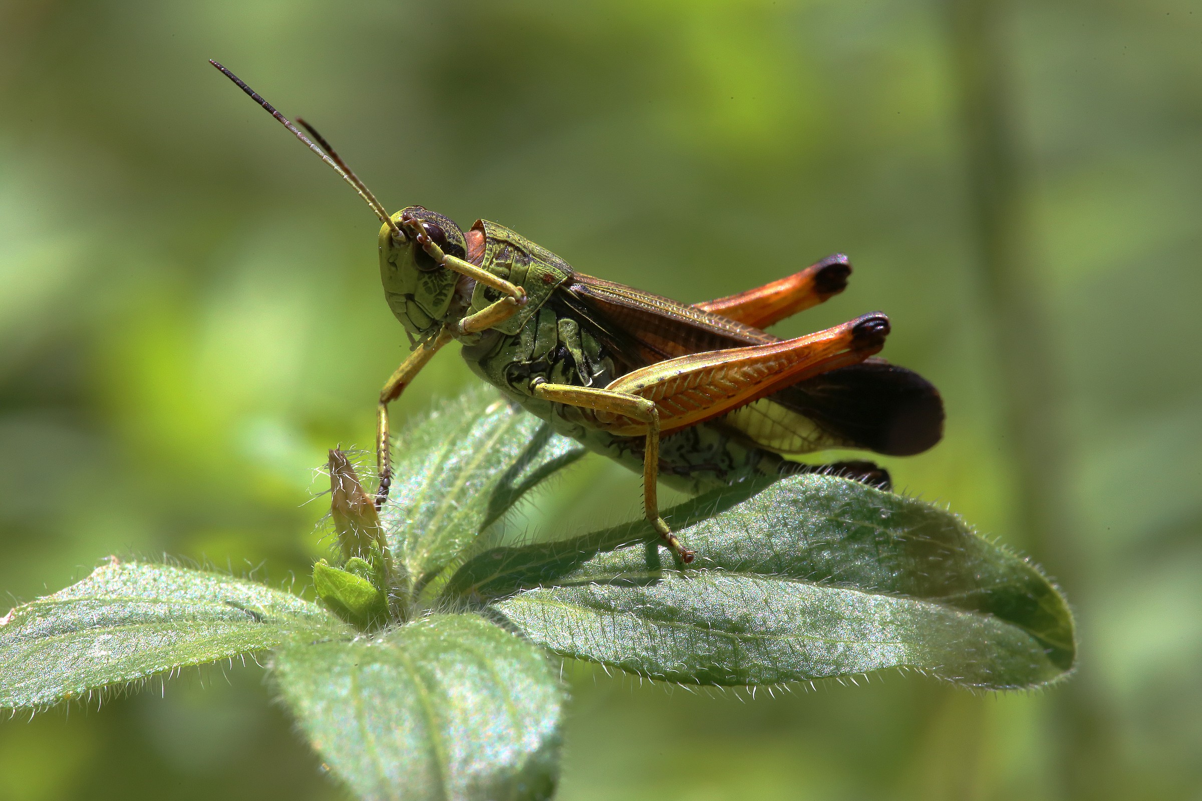 grasshopper