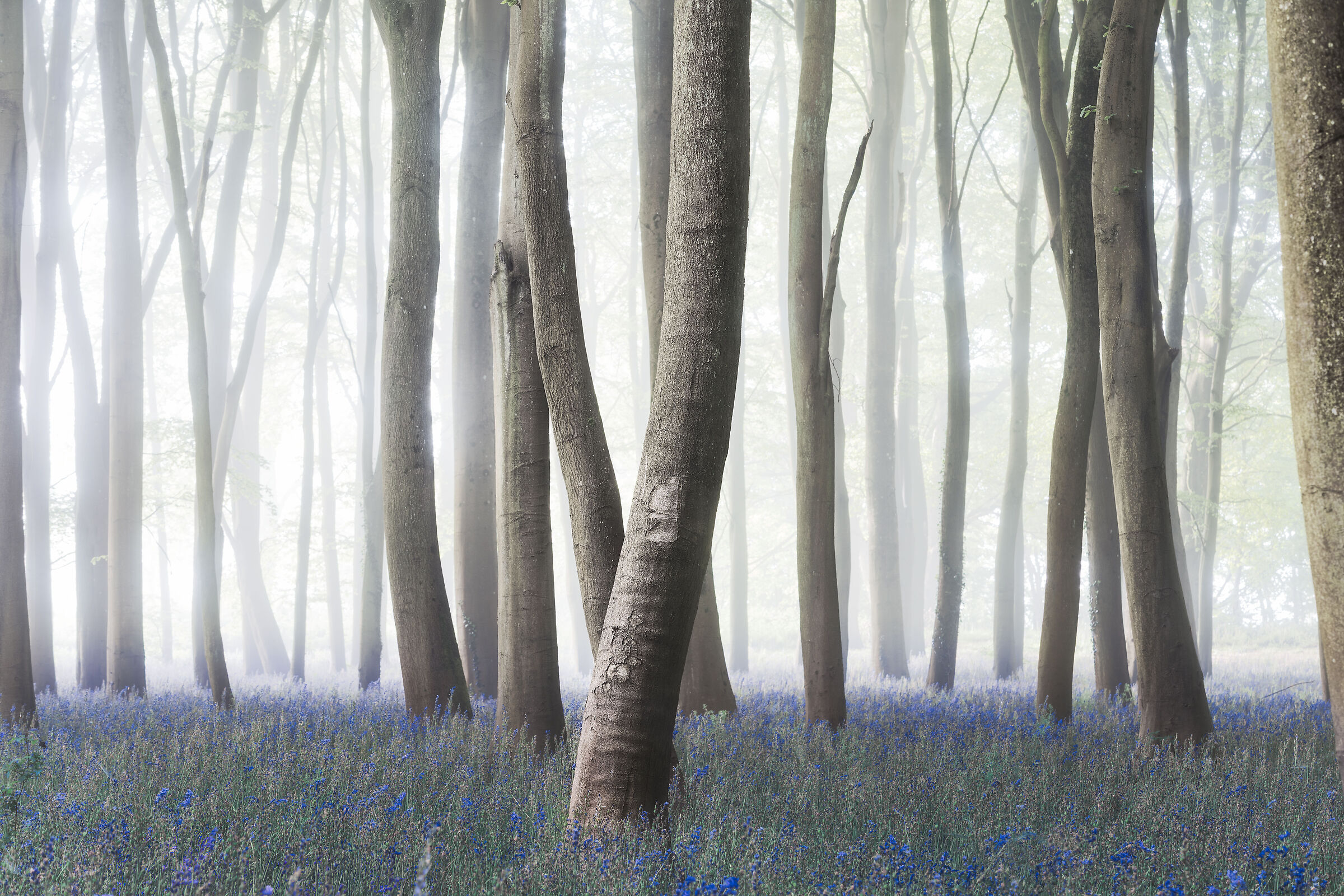 English Woods