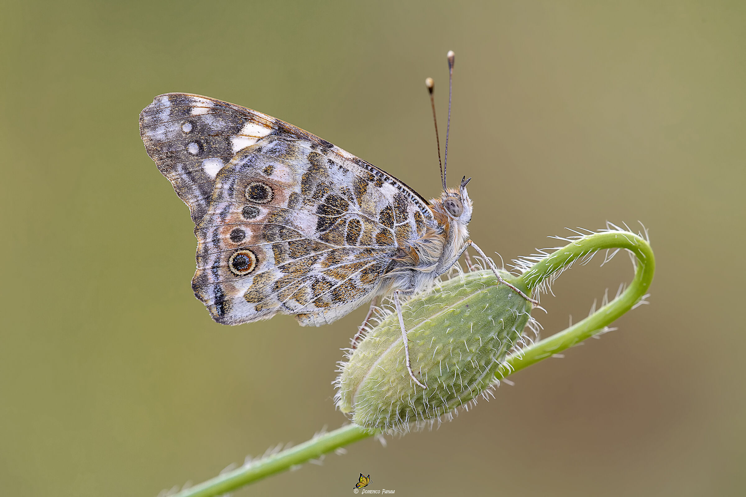 vanessa cardui
