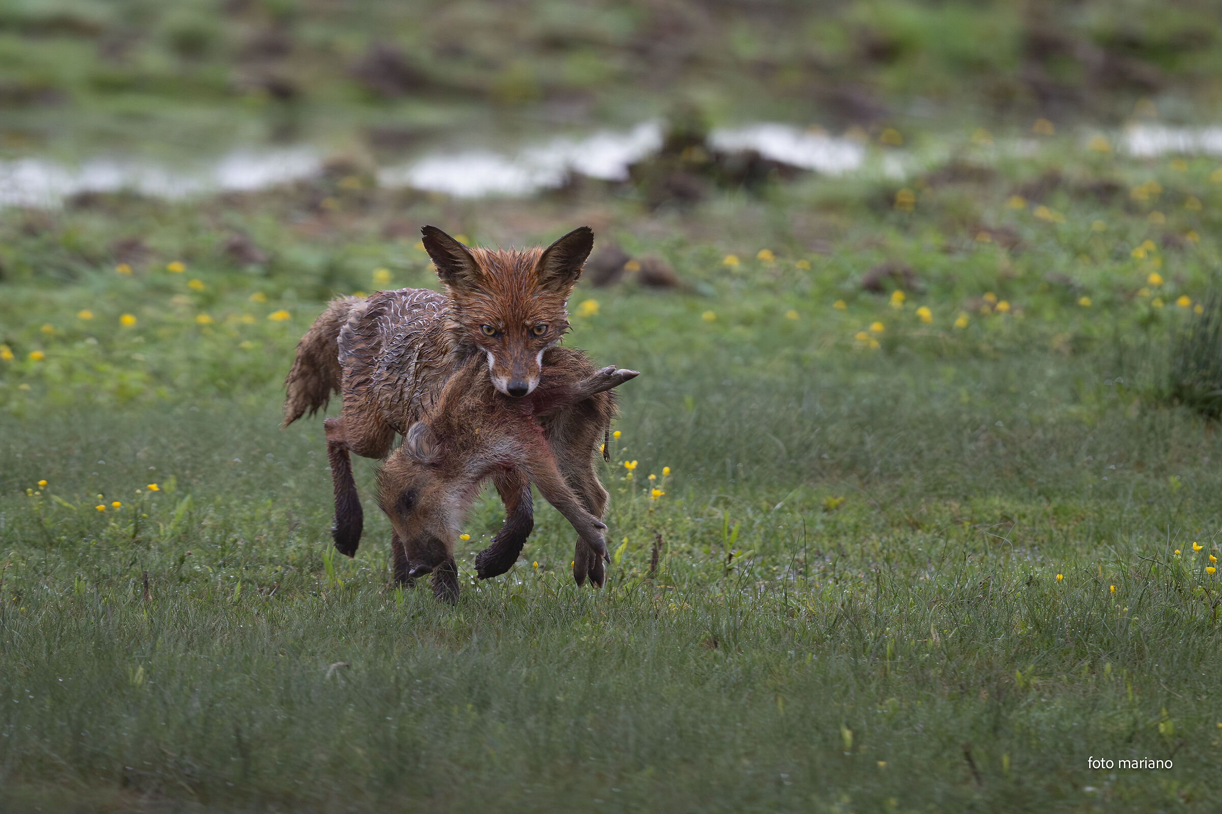 Fox with wild boar