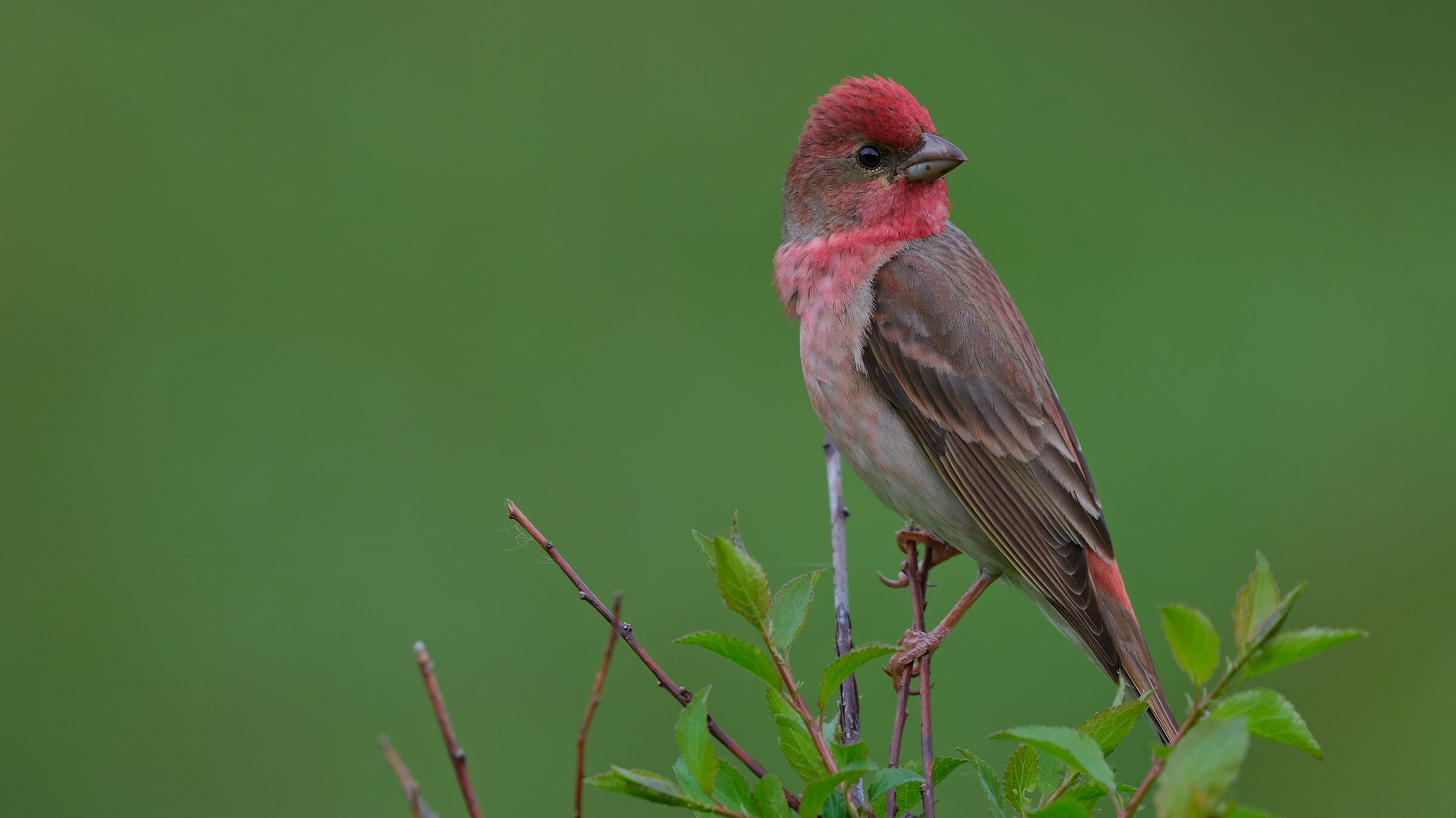 Carpodacus erythrinus
