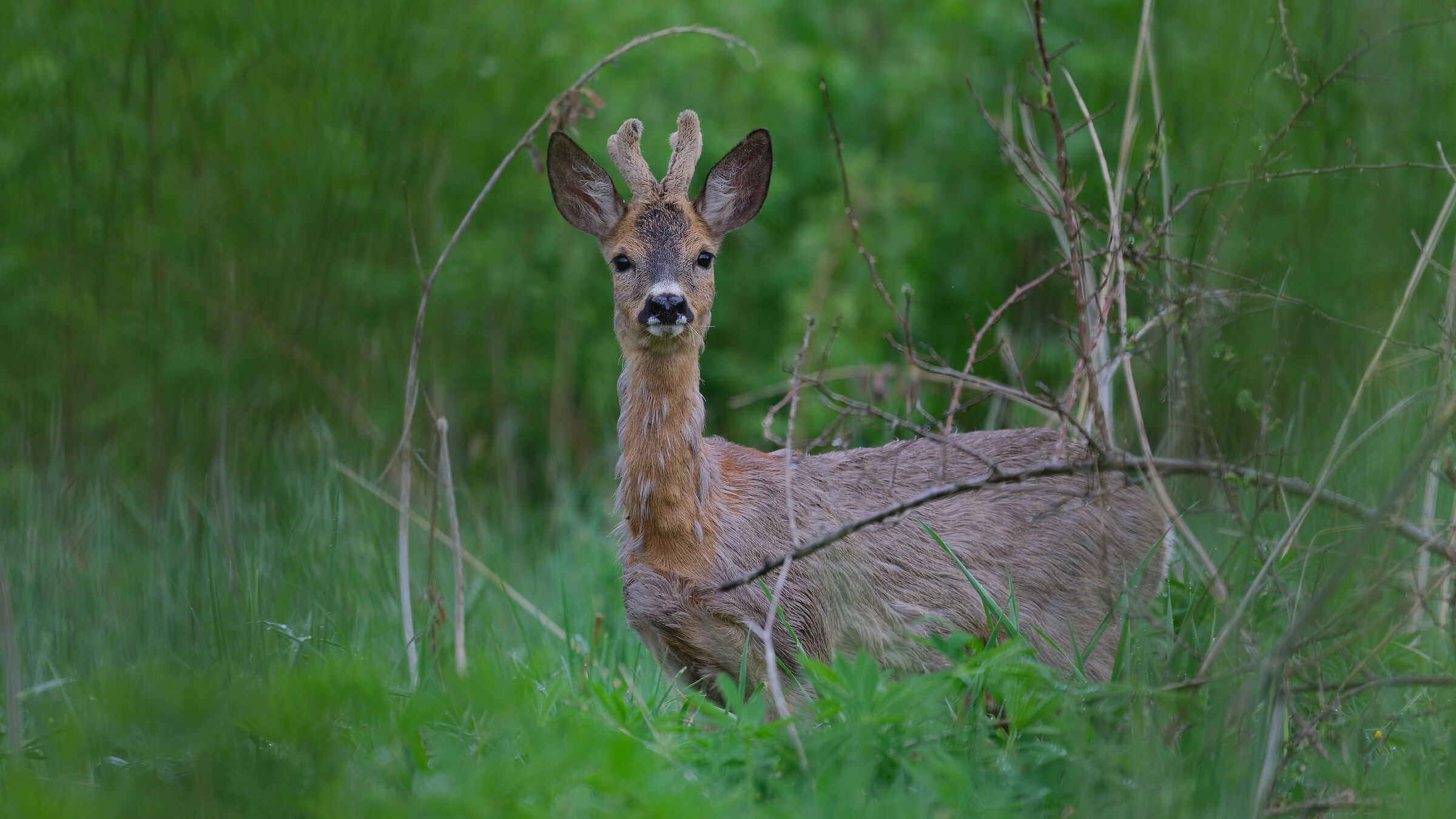 Capreolus capreolus
