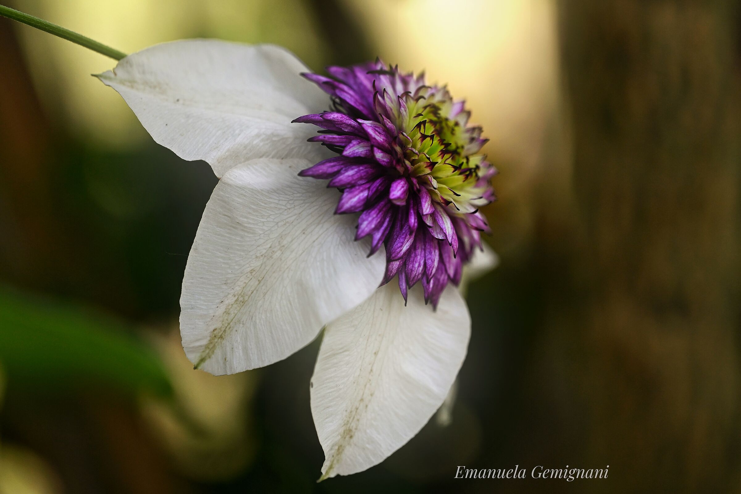 Clematis florida