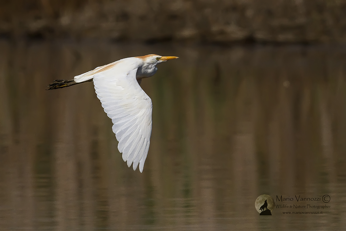 Cattle Egret