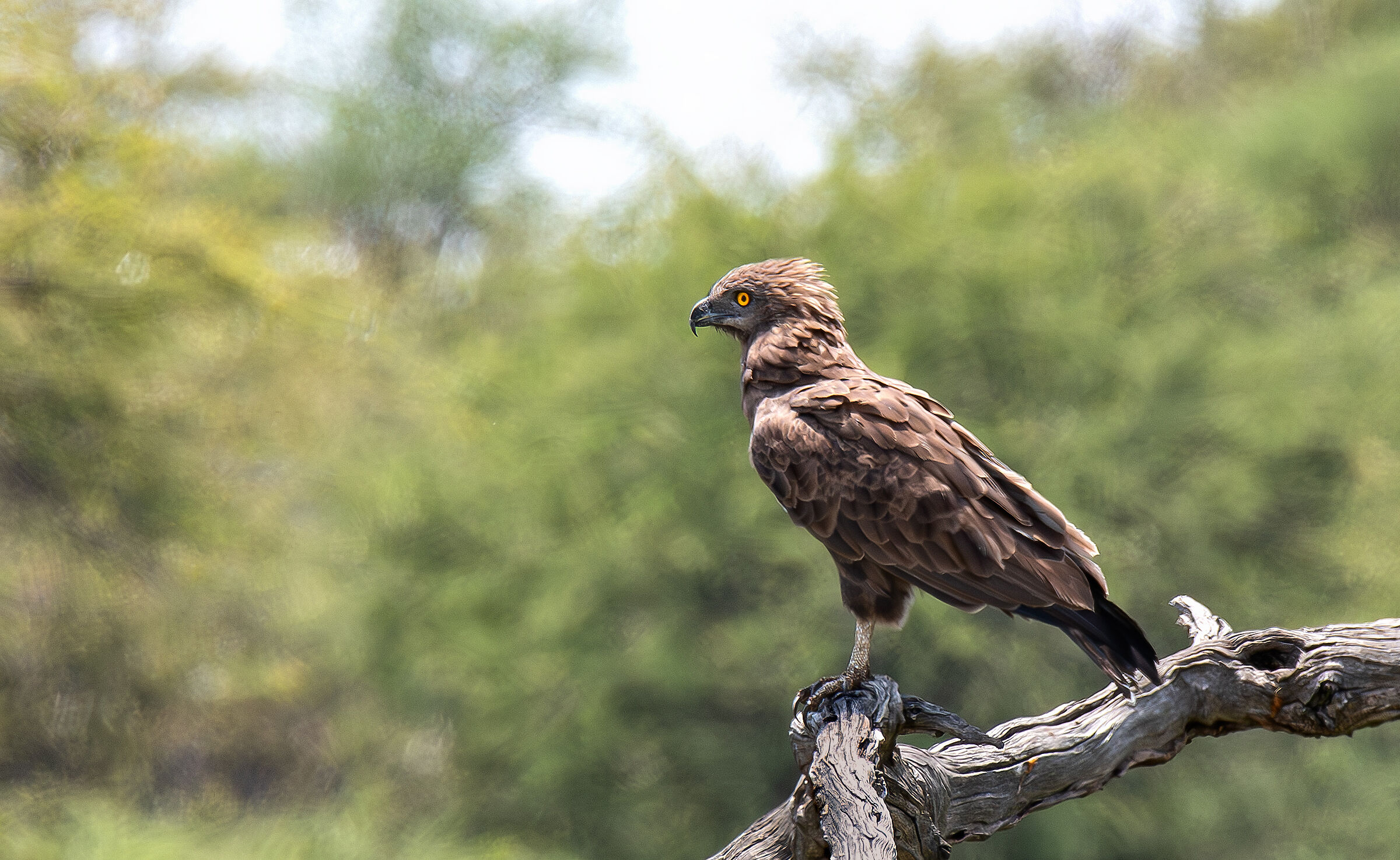 Short-toed Eagle