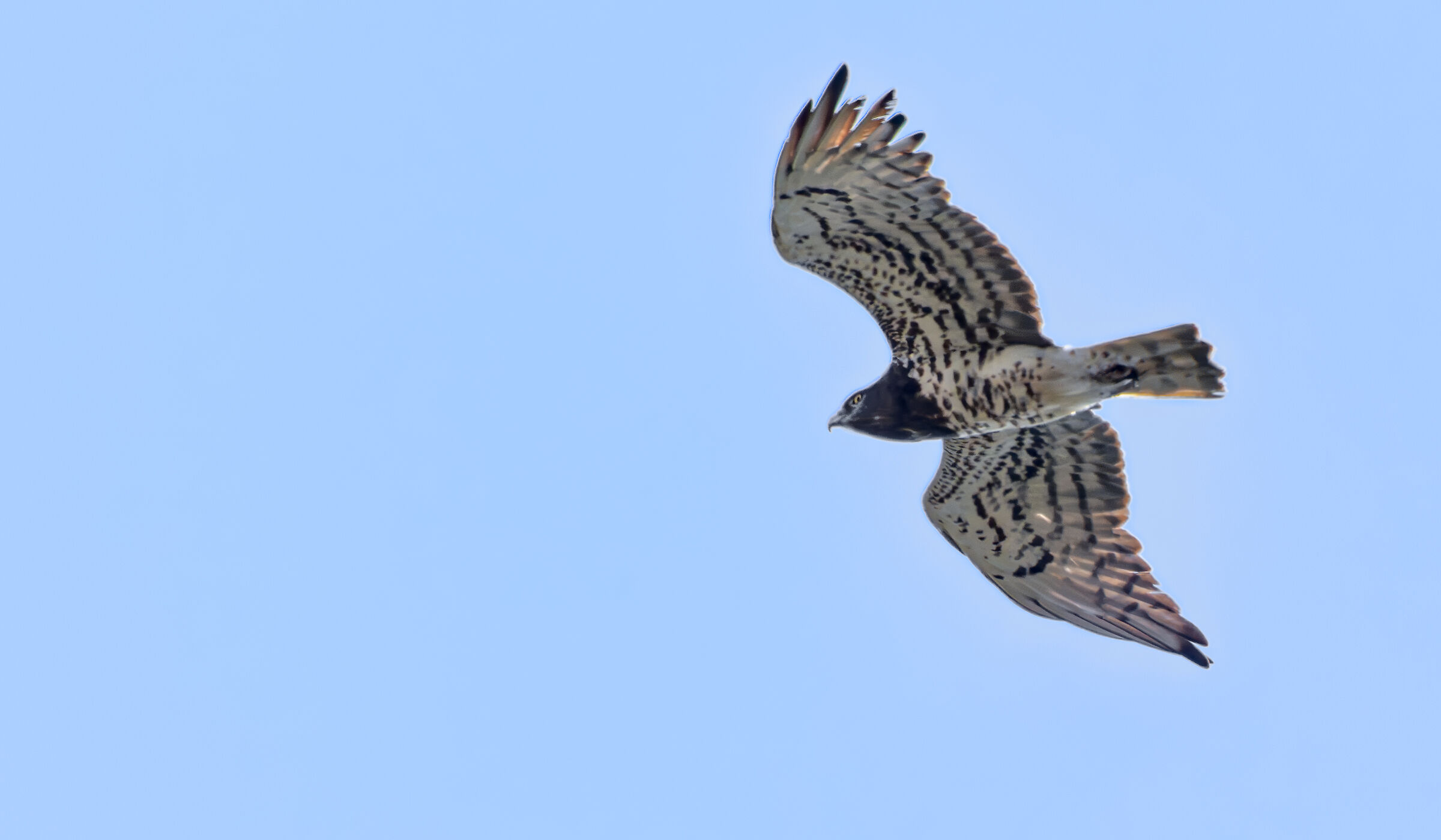 Short-toed Eagle