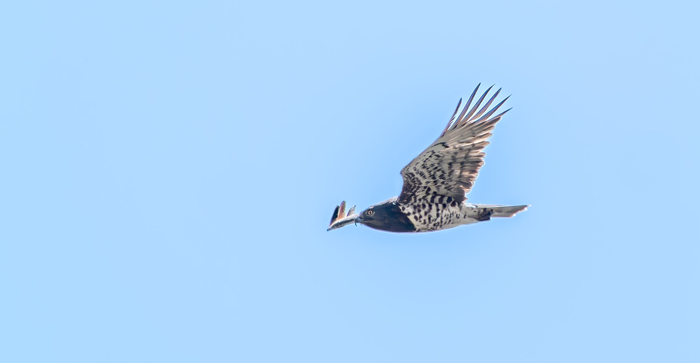 Short-toed Eagle