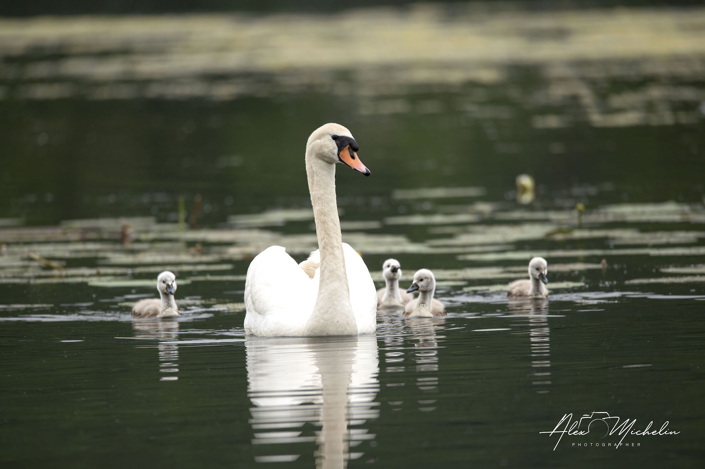 Cigni alla riscossa (la mamma riporta a riva i piccoli)
