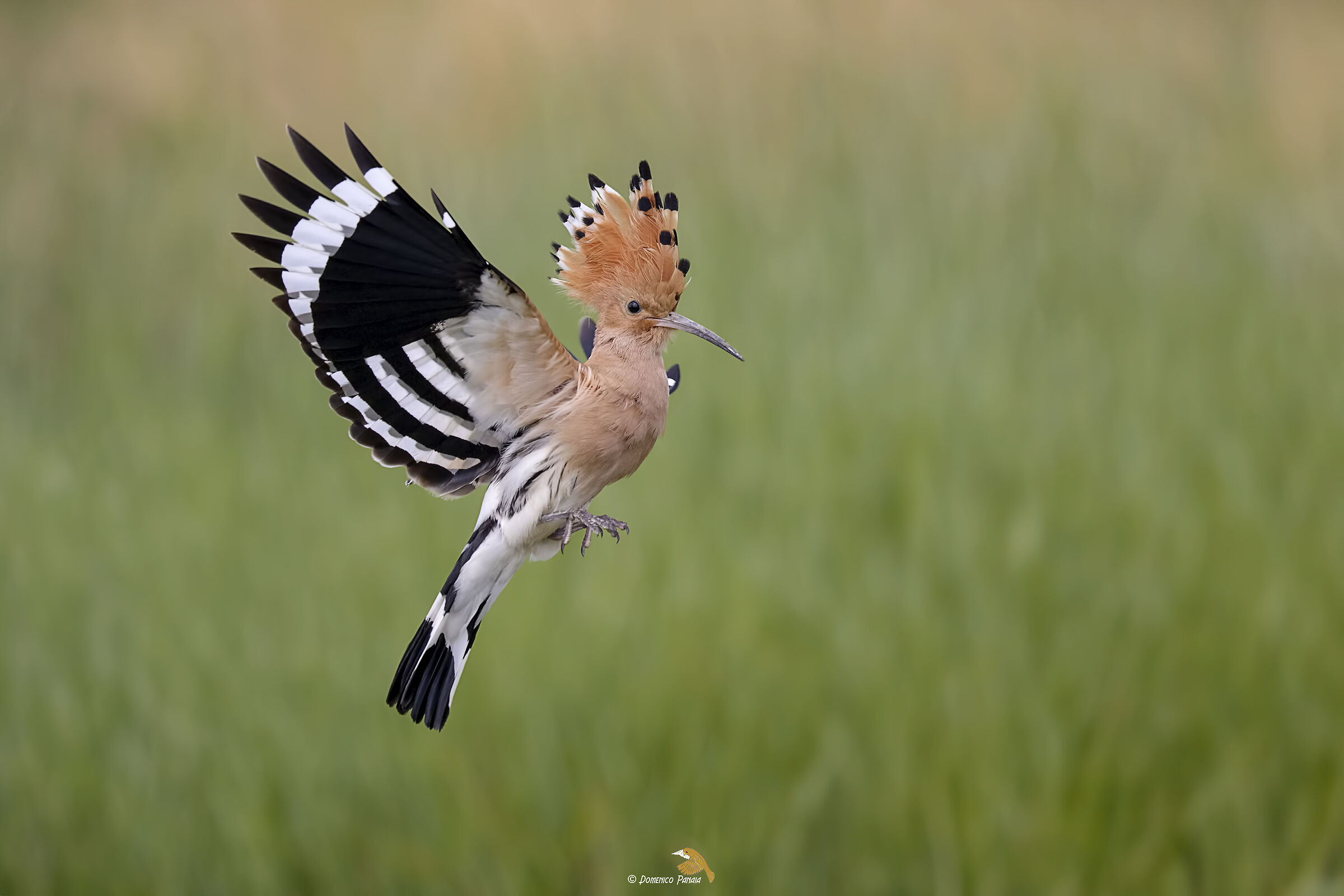 Hoopoe