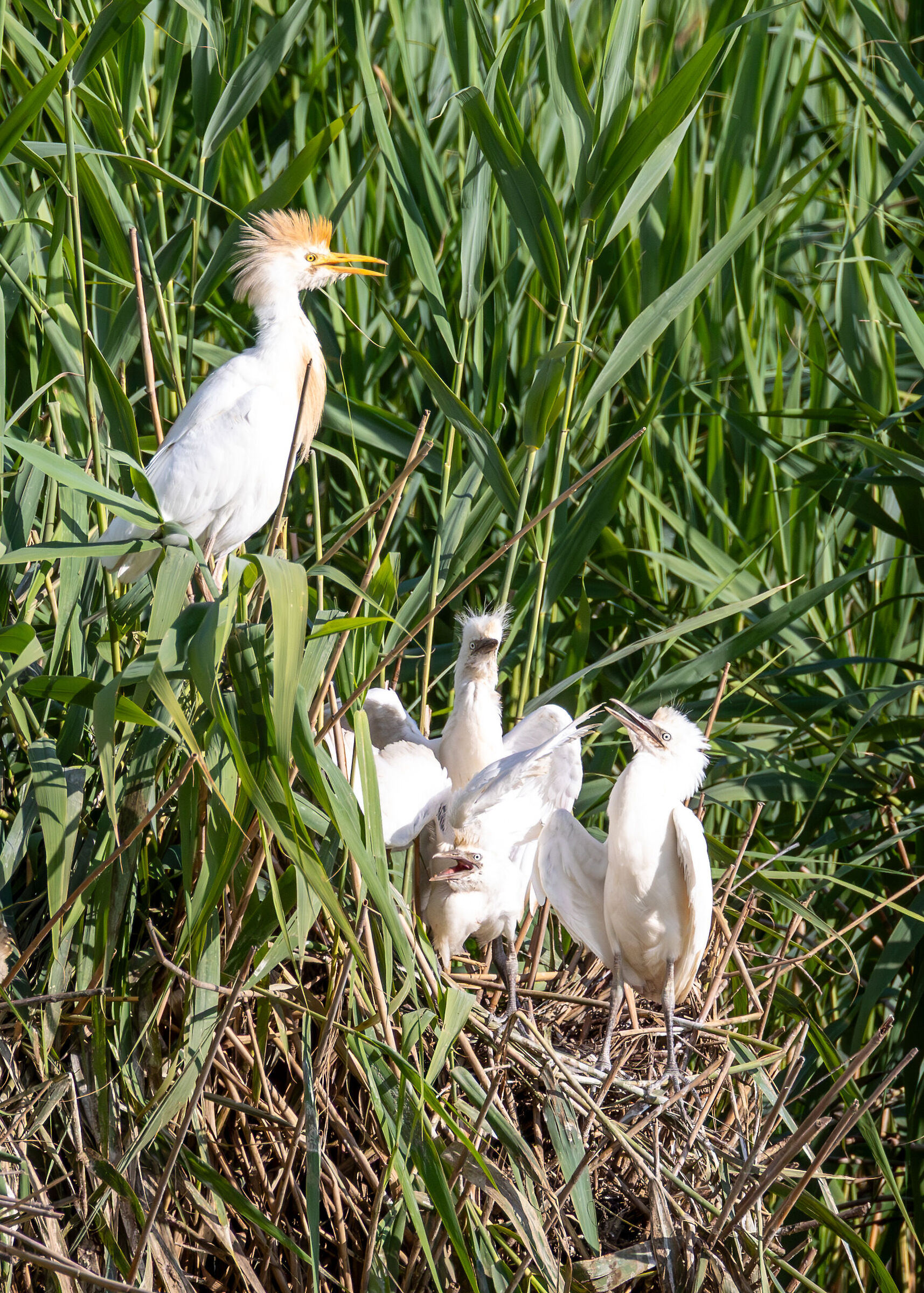 Cattle Egret
