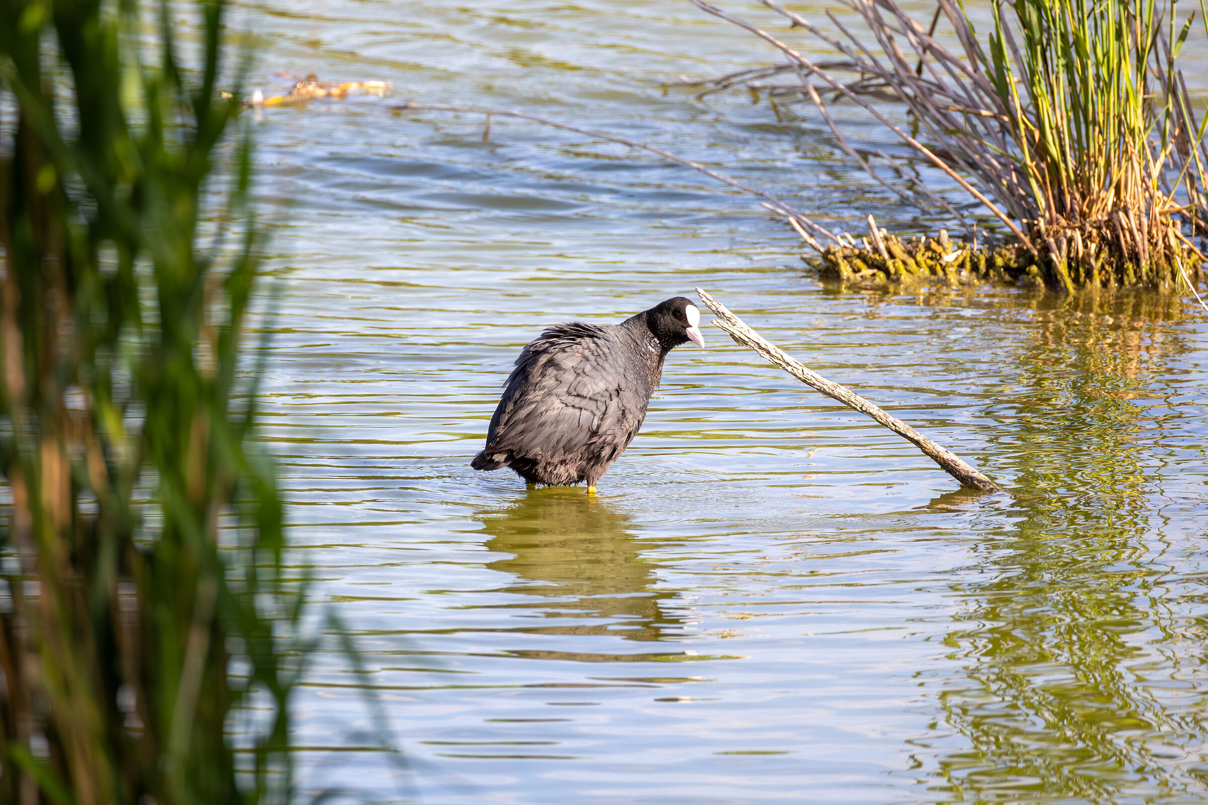 Coot