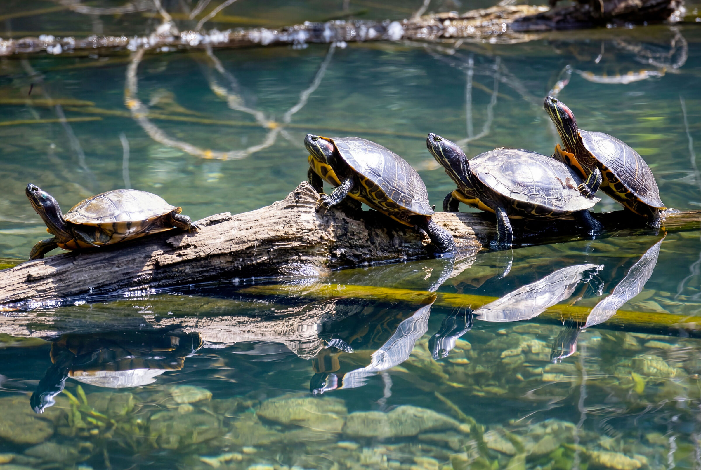 Pond turtles