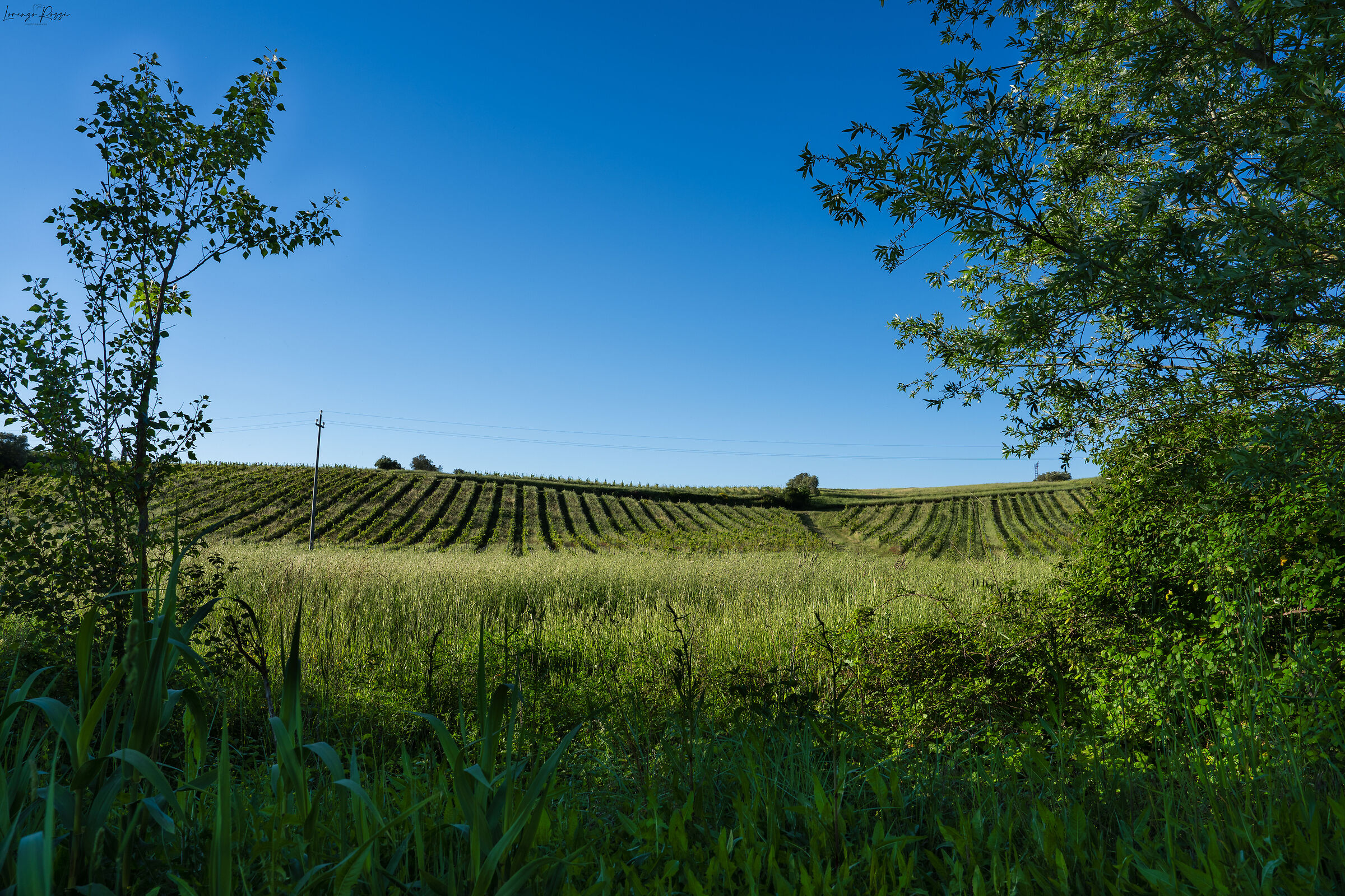 The Two Vineyards