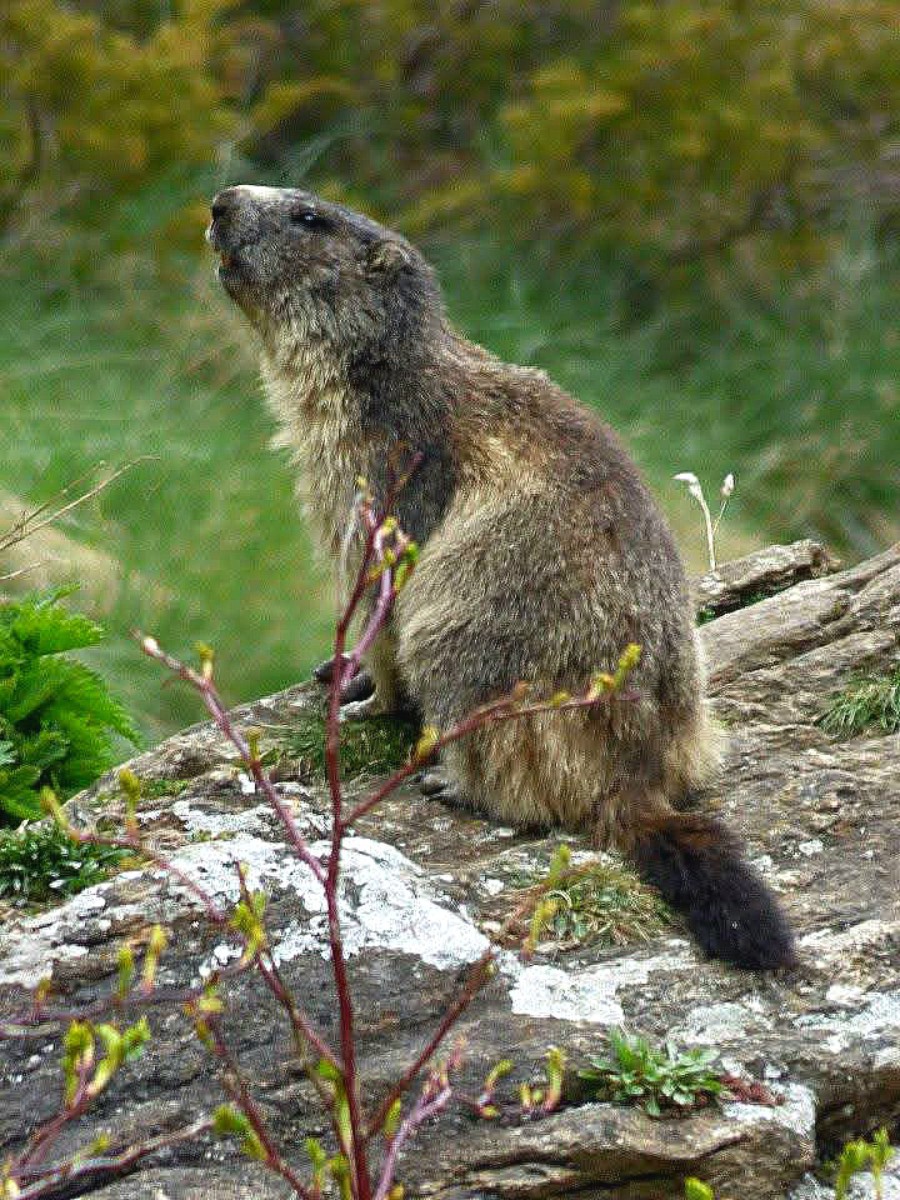 Marmotte a Malciaussia