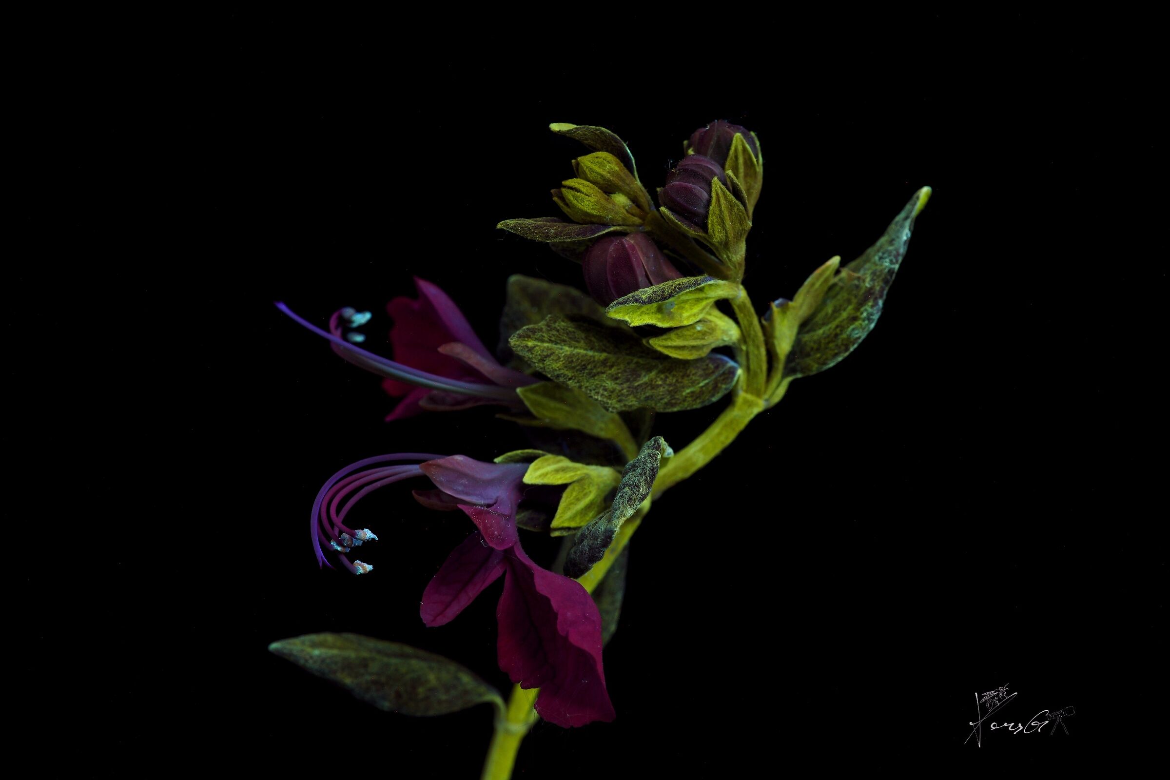 Eremophila nivea