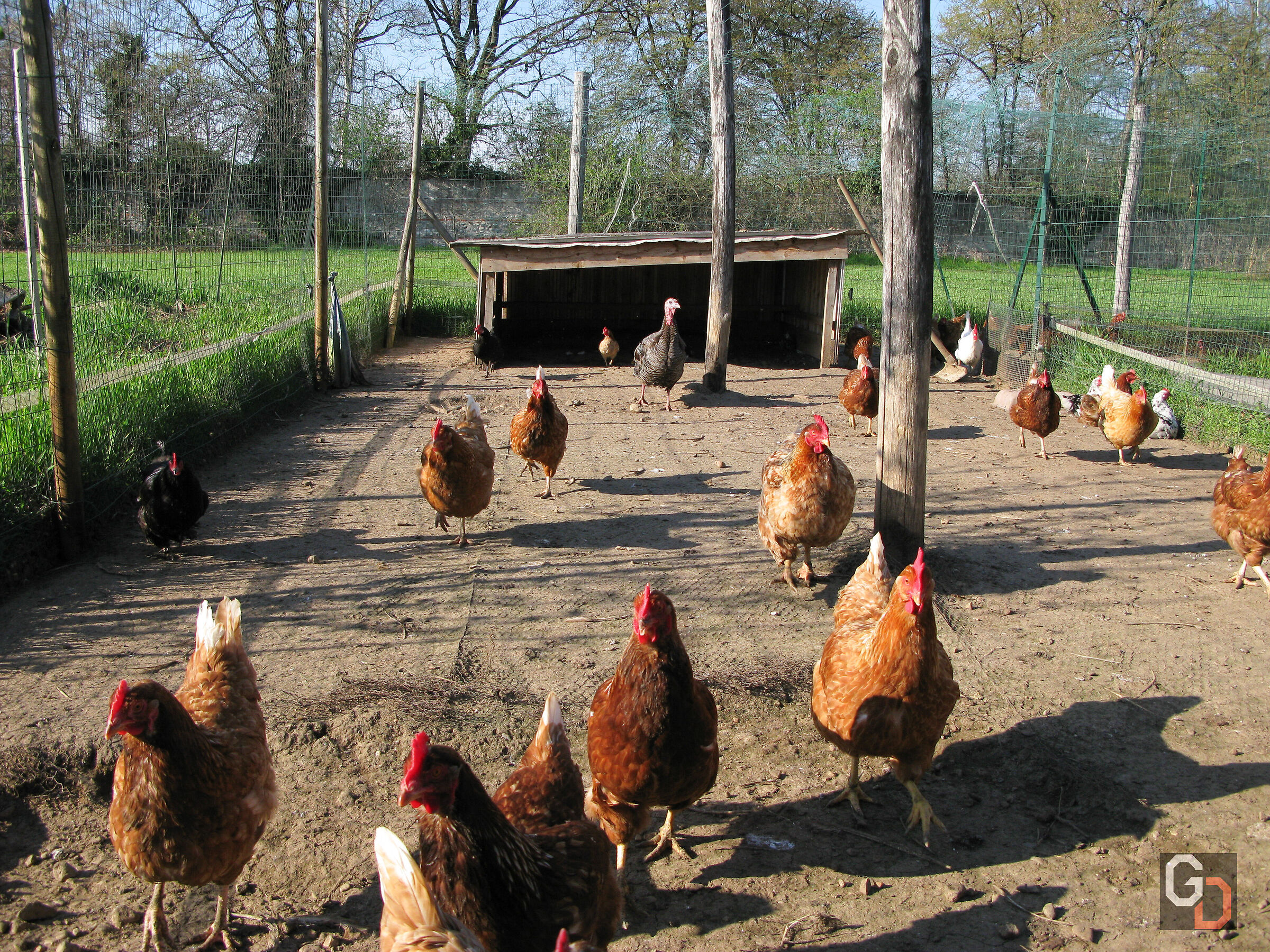 Chicken coop