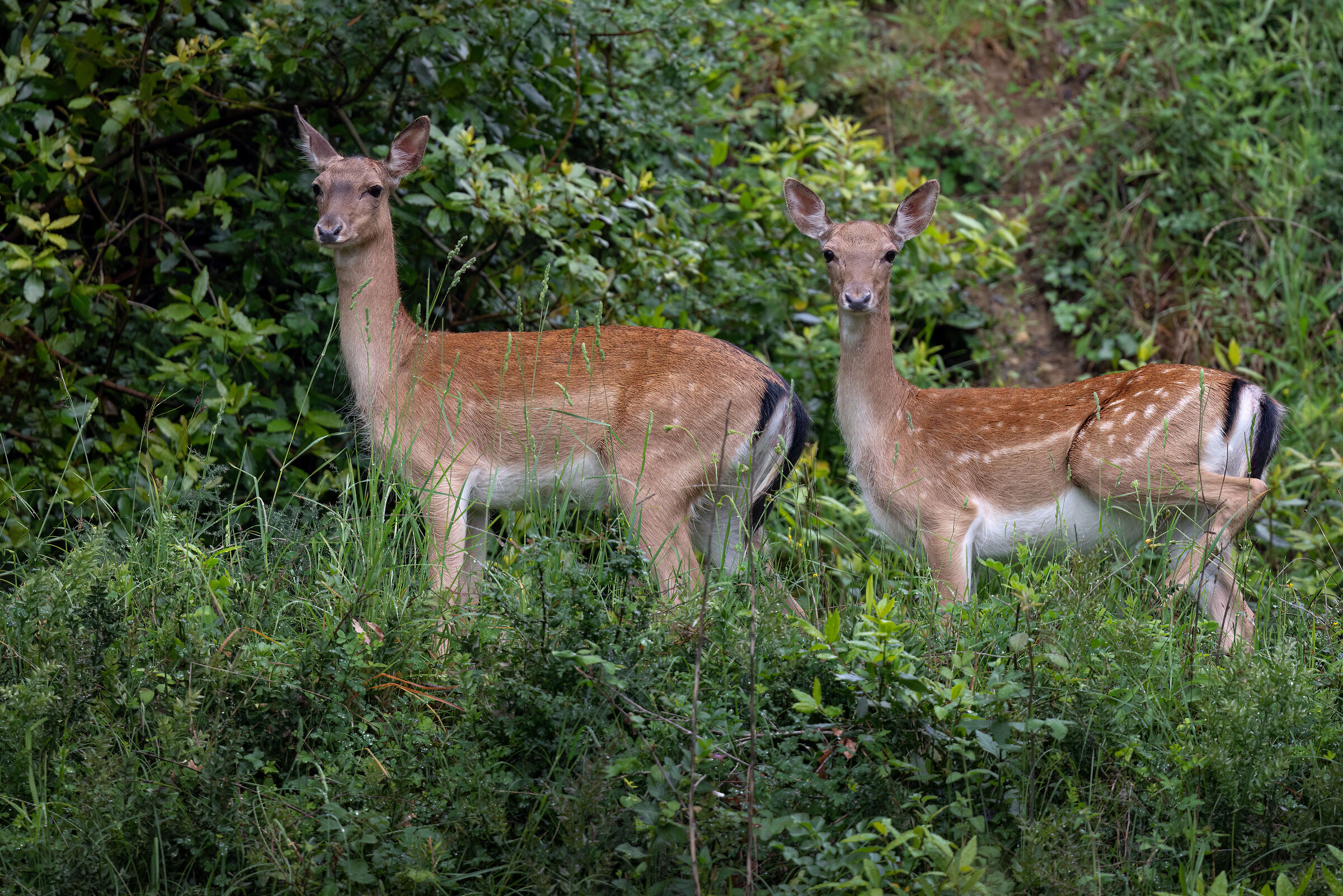 F. deer | Dama dama (May 26 Tuscany)