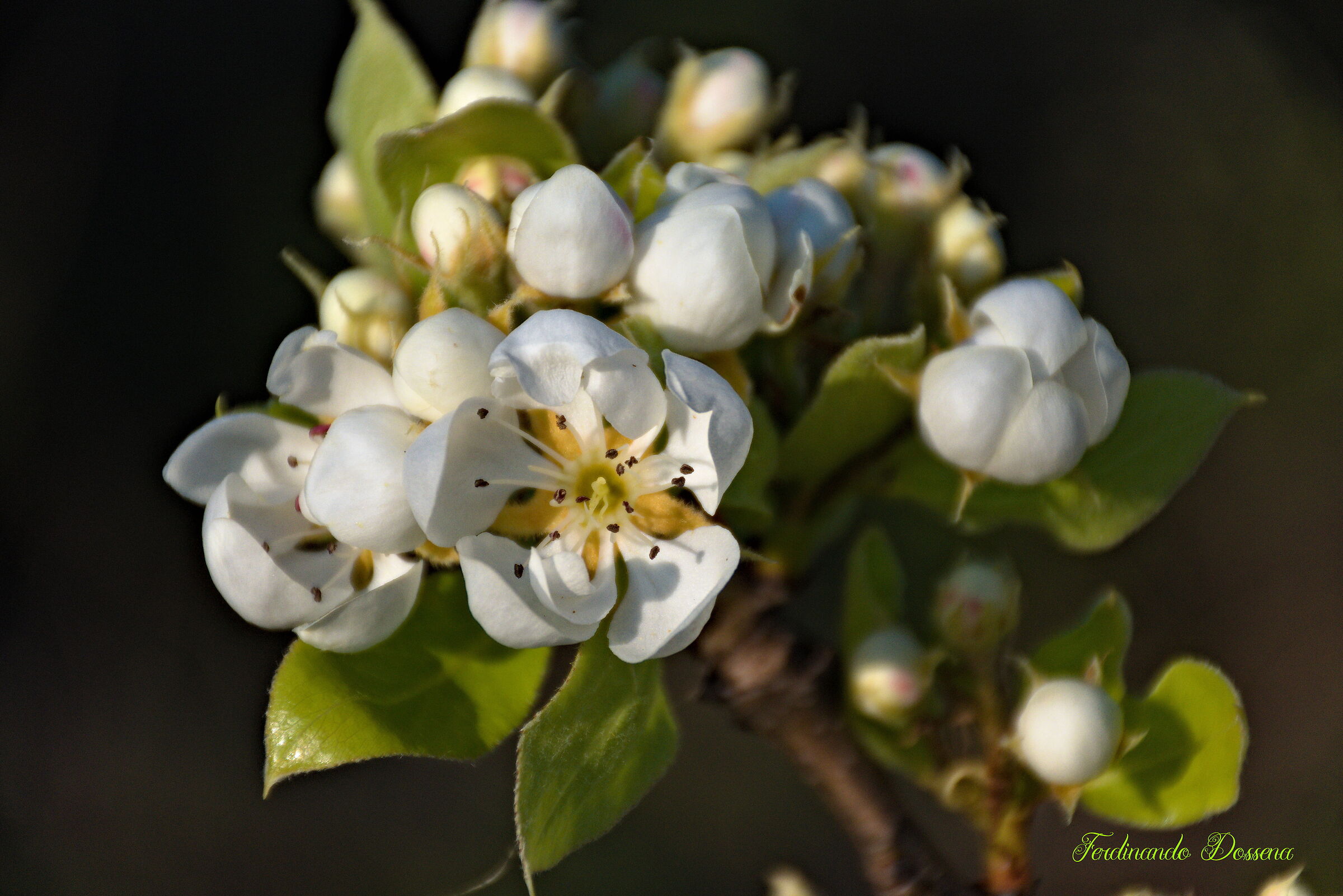 Fiori pero