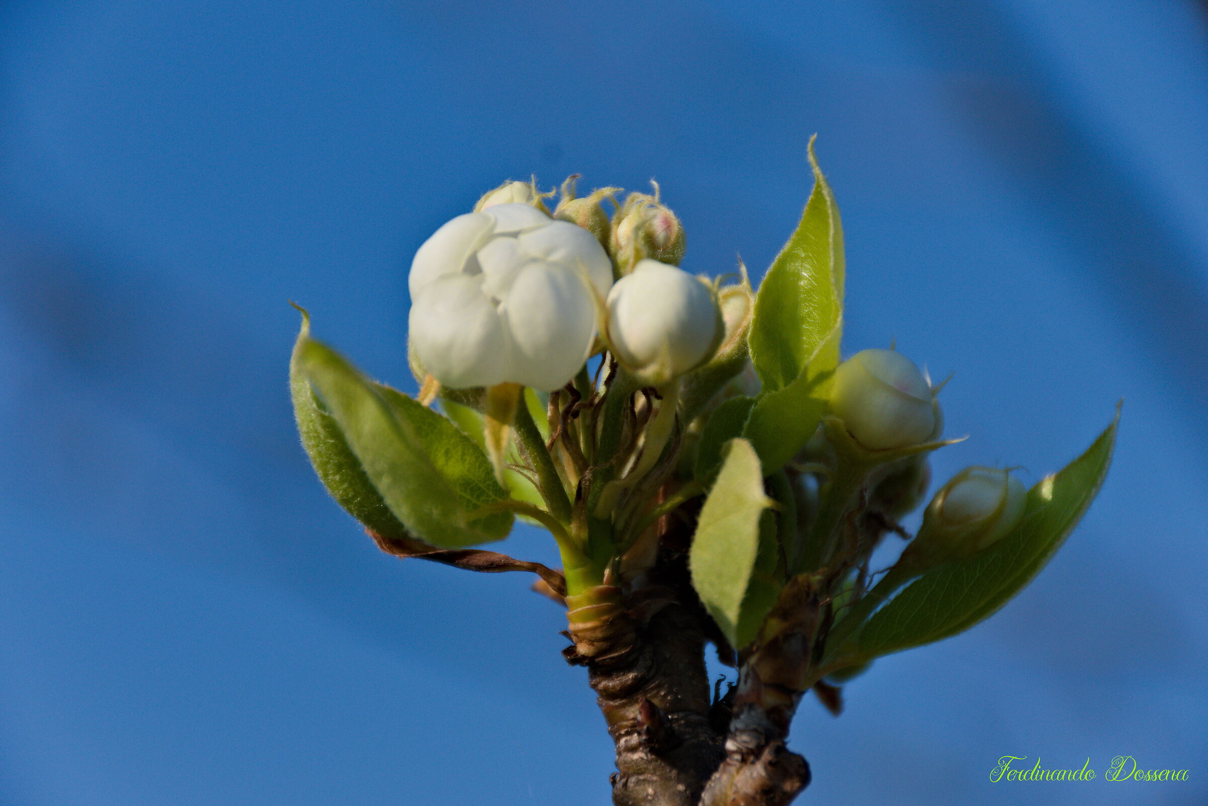Boccioli fiori di pero