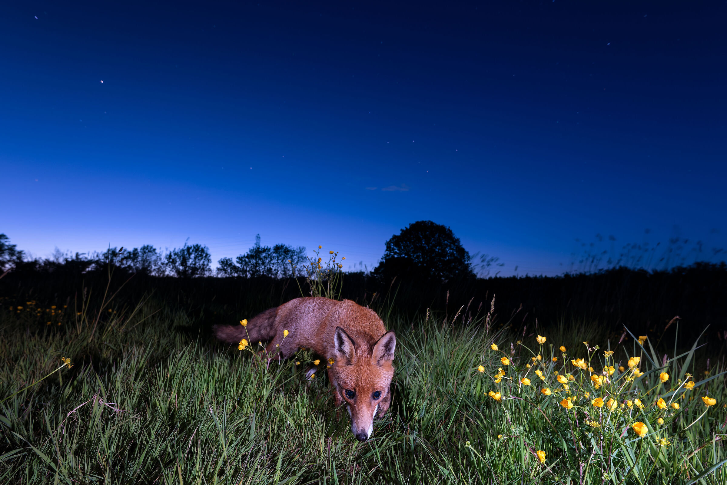 A fox hunting at dusk