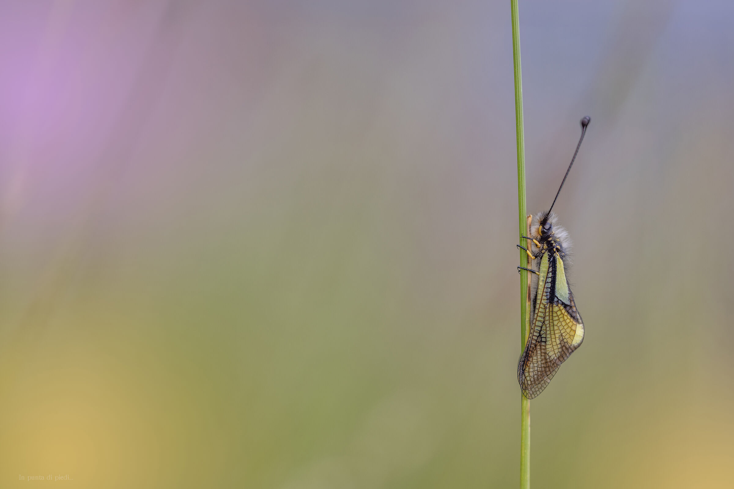 the Libelloides species have returned
