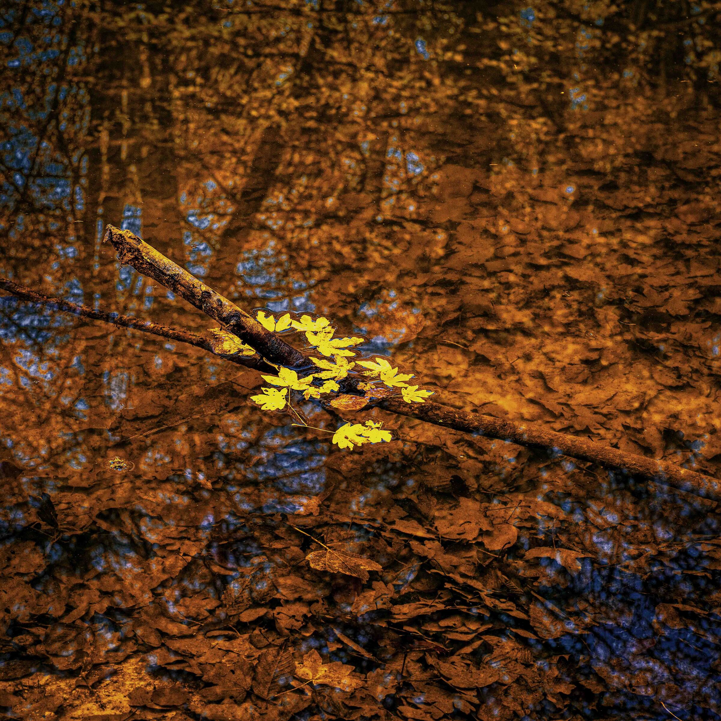 autumn
