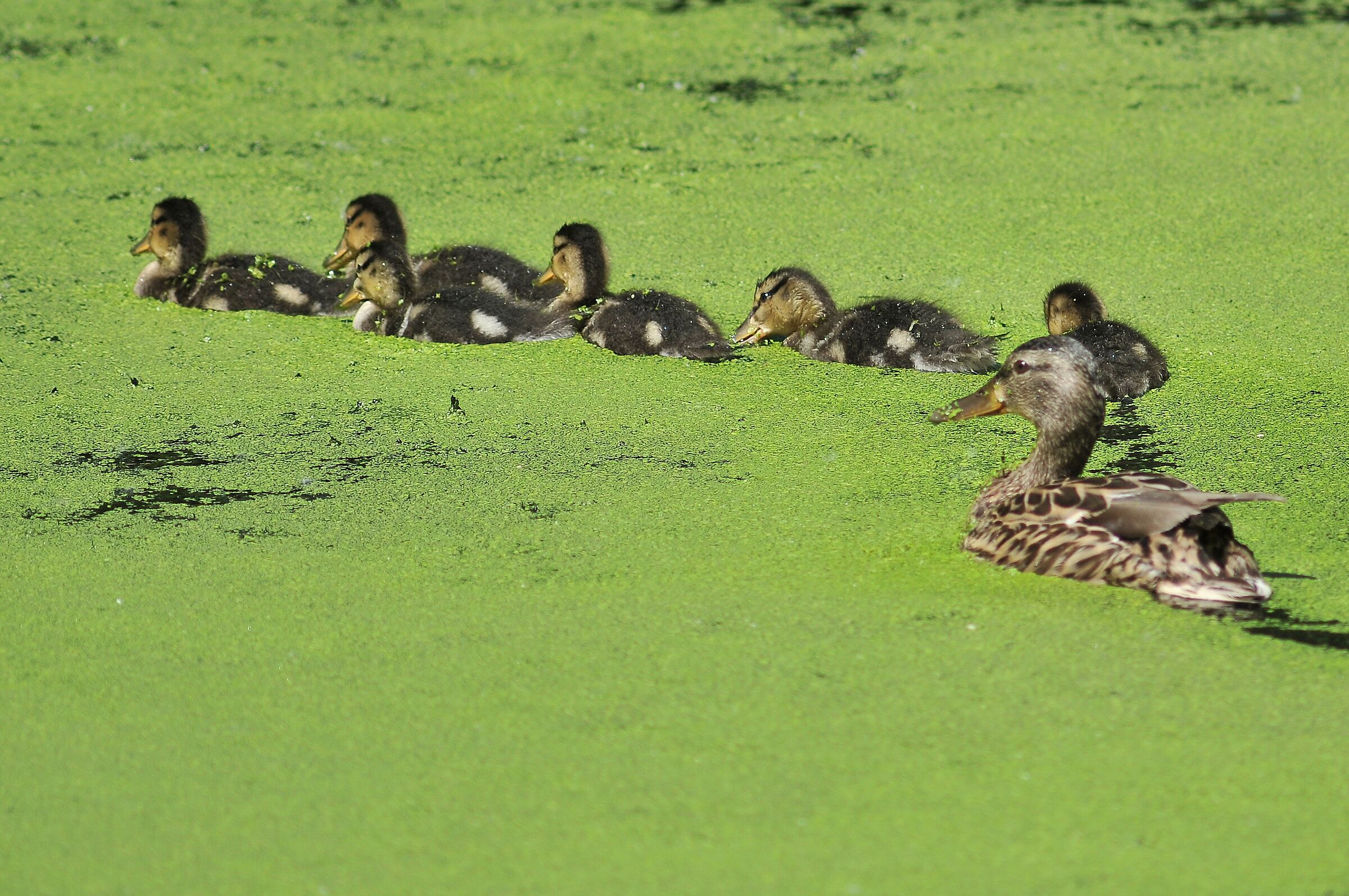 Mallard