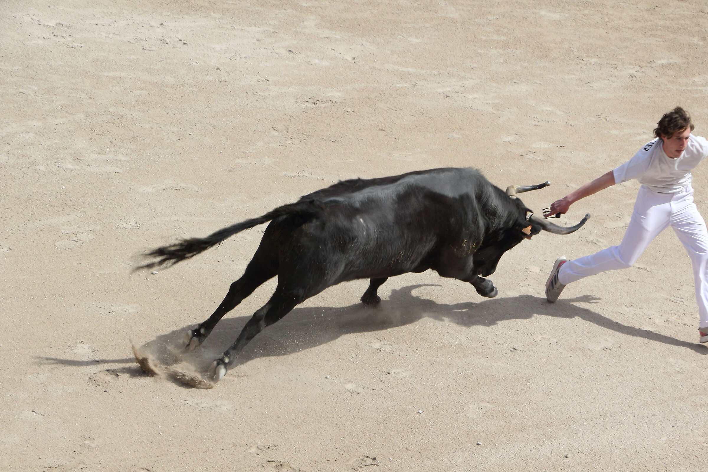 giochi con i tori