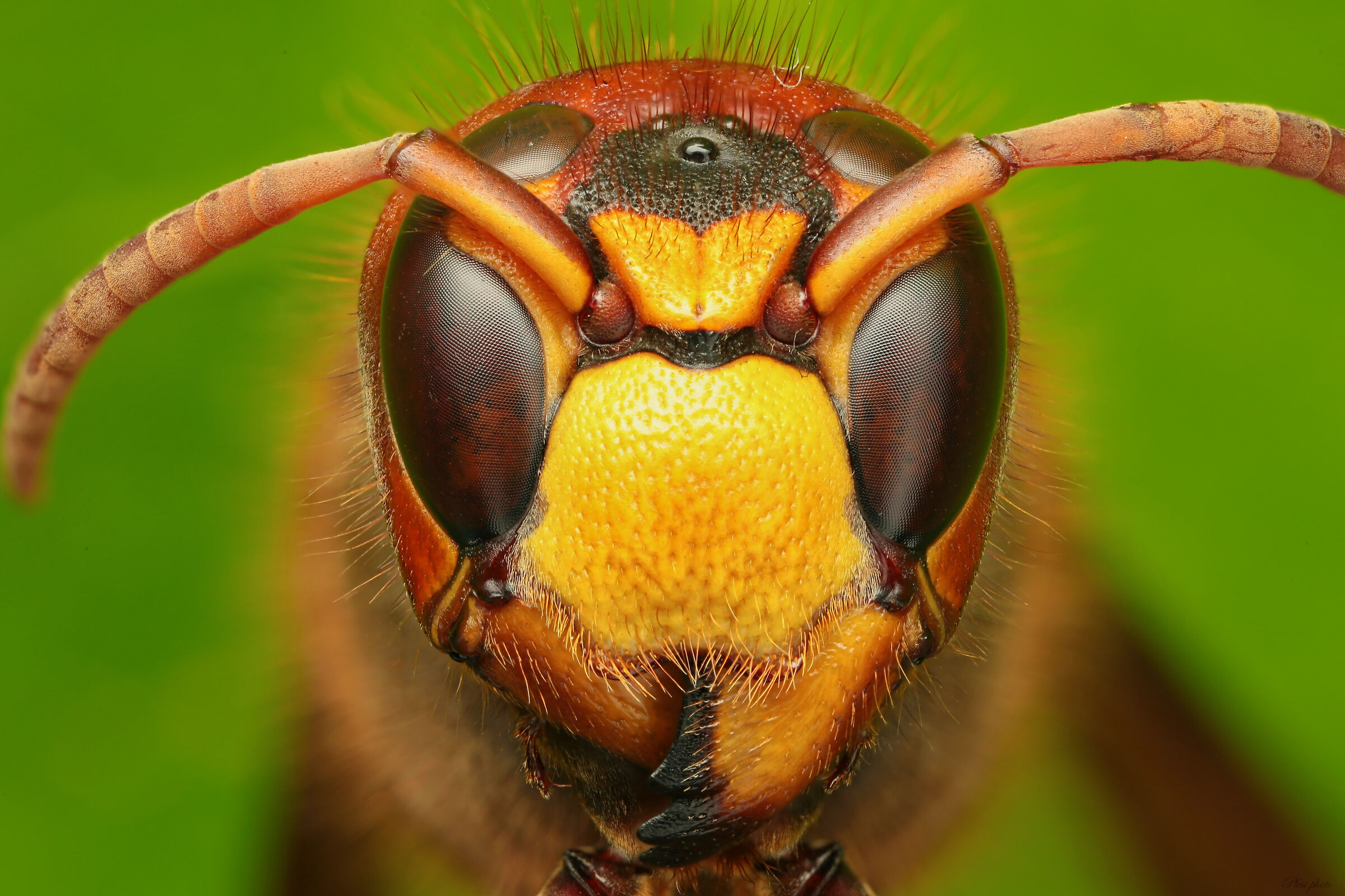 Vespa crabro