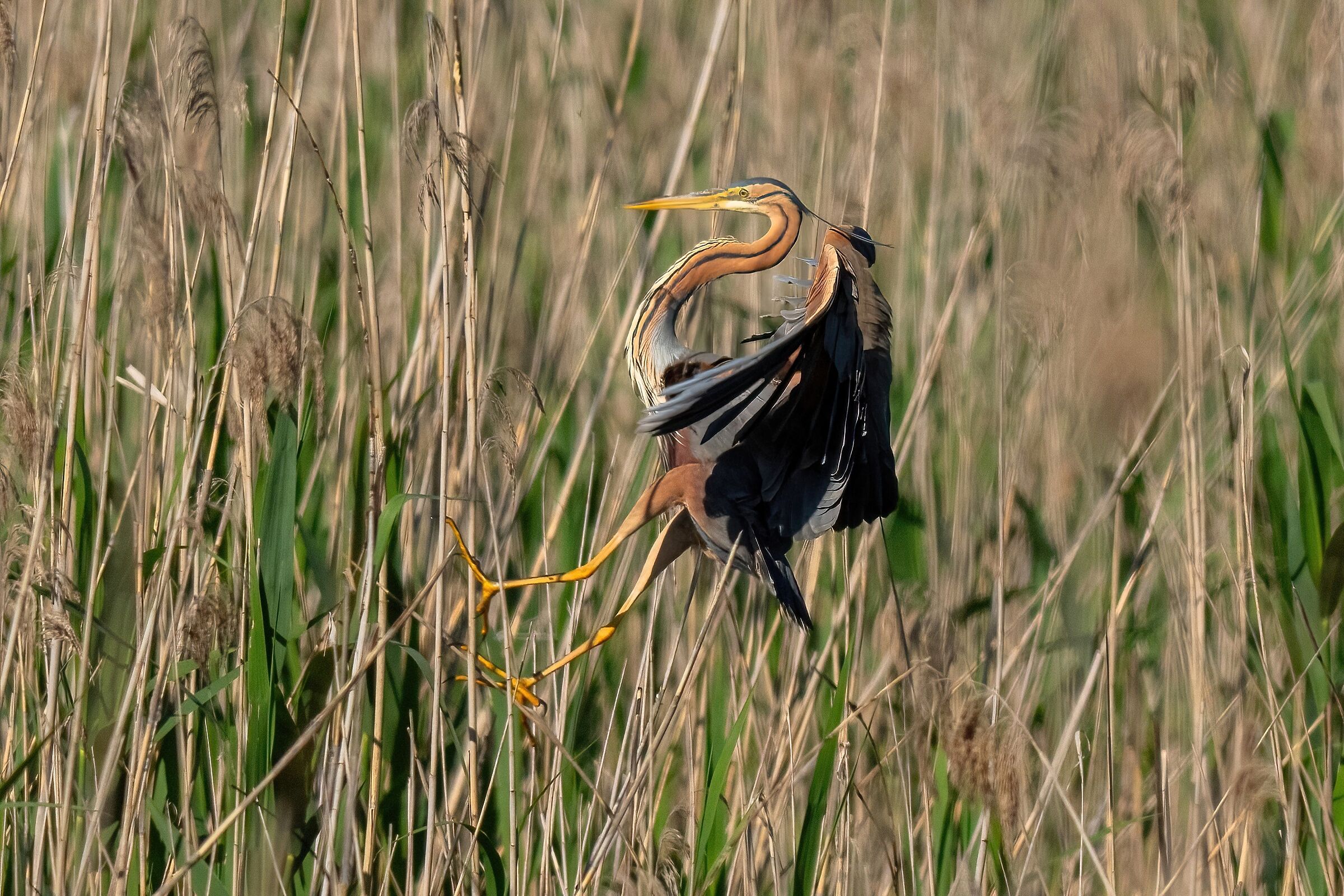 Landing in the reeds