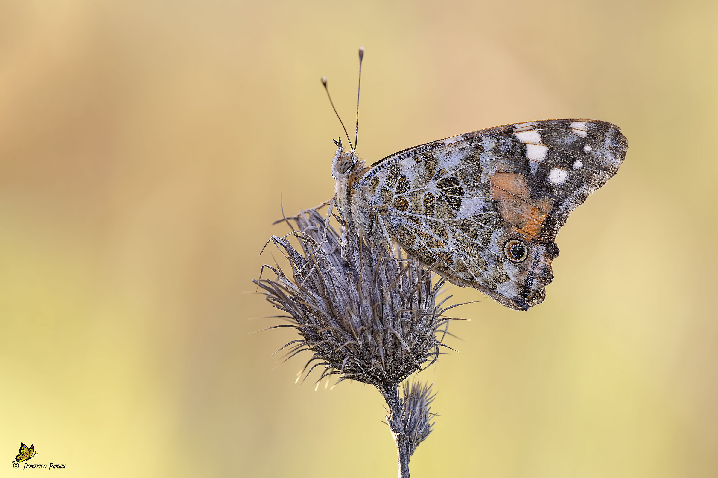 vanessa cardui