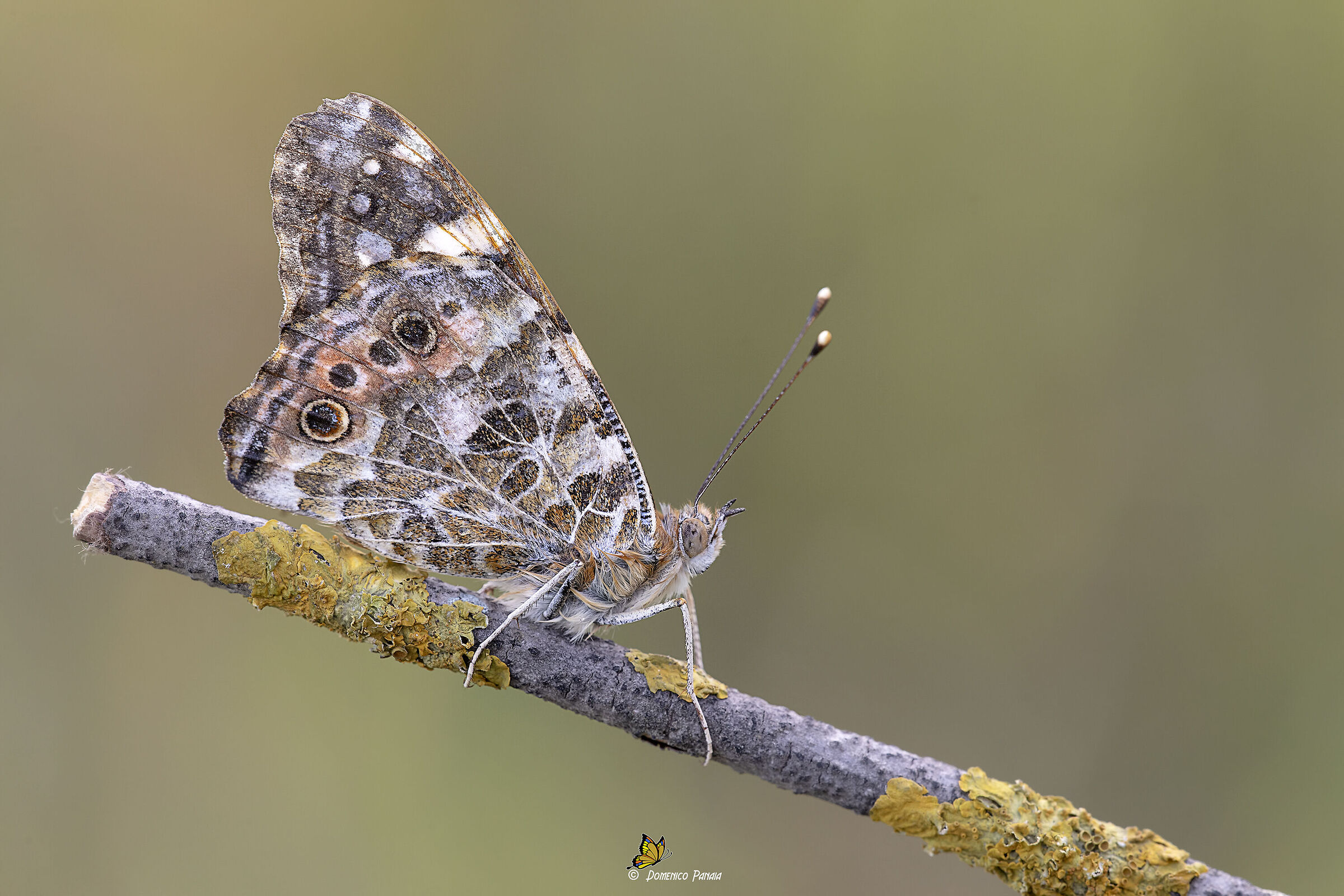 vanessa cardui